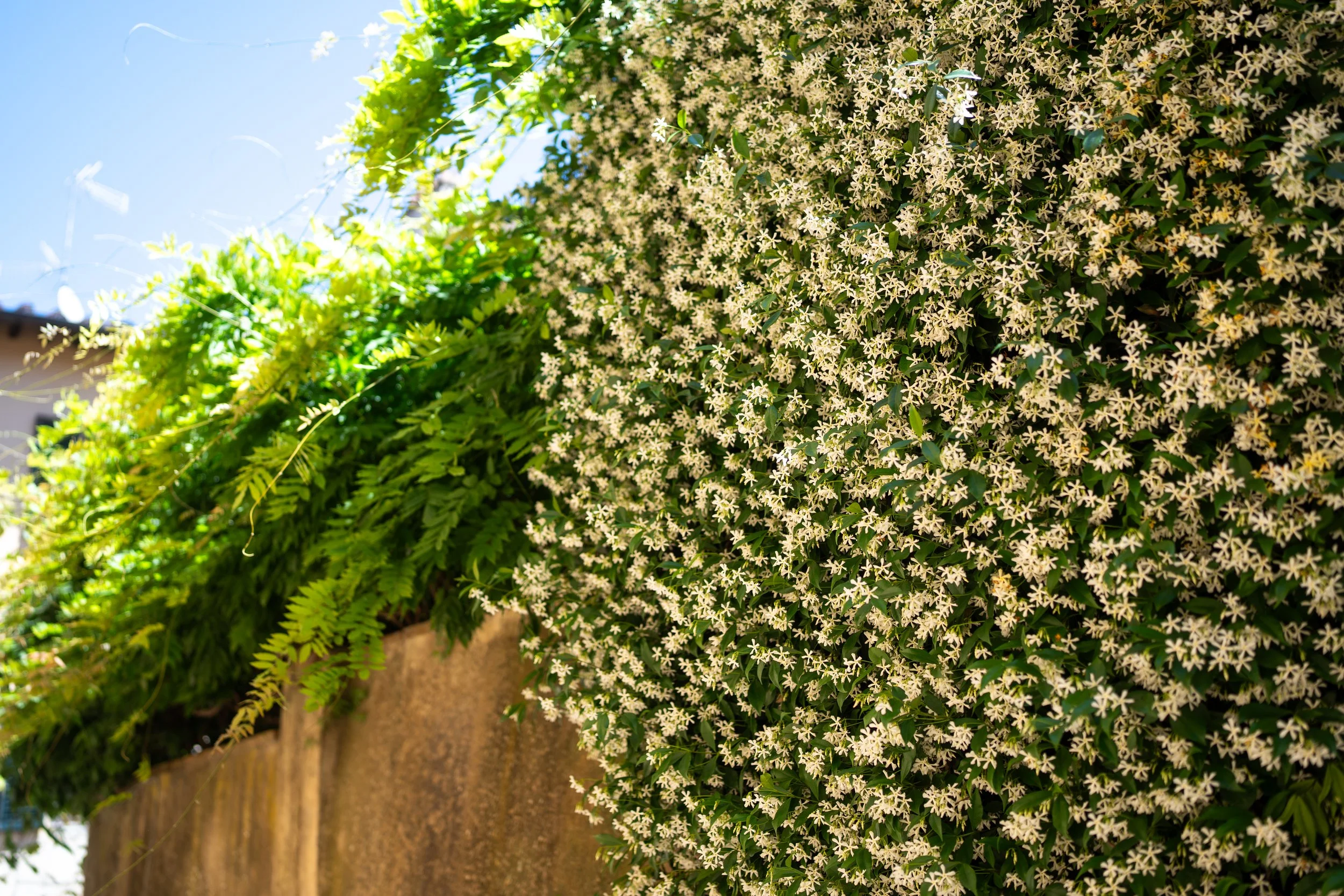 Close-up of a lush, green bush with small, star-shaped white flowers, under a clear blue sky.