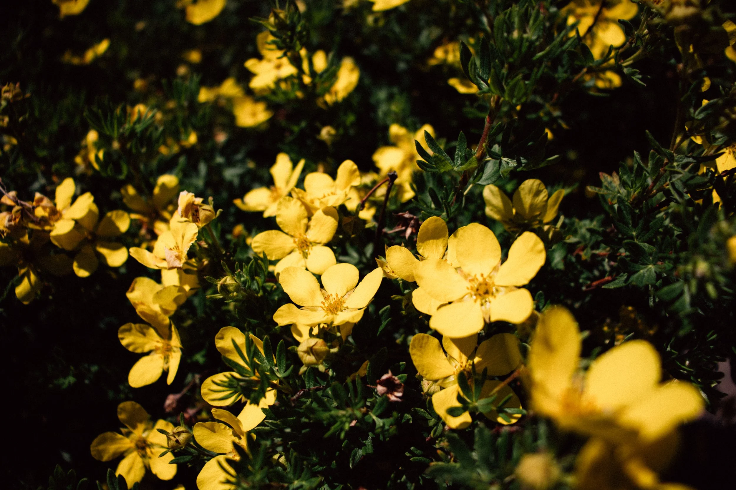 Close-up of yellow flowers and green leaves in a garden at night.