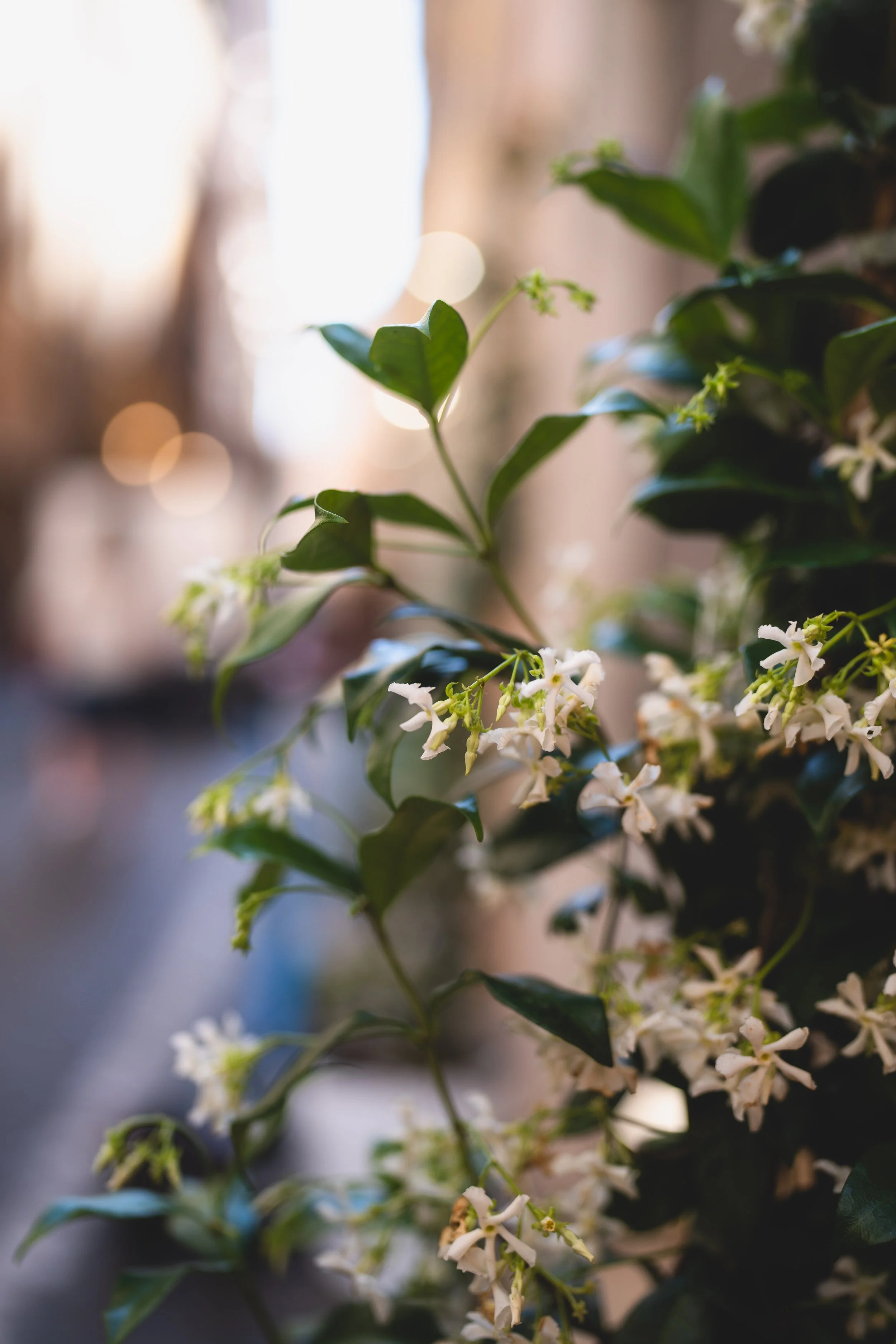 Close-up of white flowering plant with green leaves, out of focus background.
