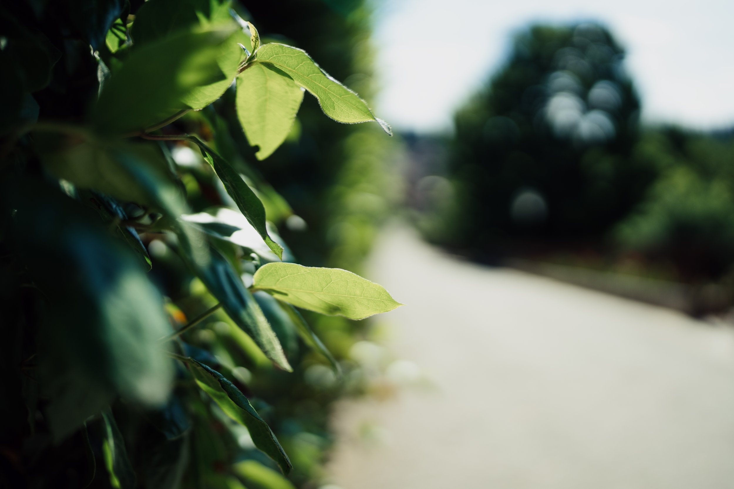 Close-up of green leaves on a plant beside a pathway, with blurred trees in the background.