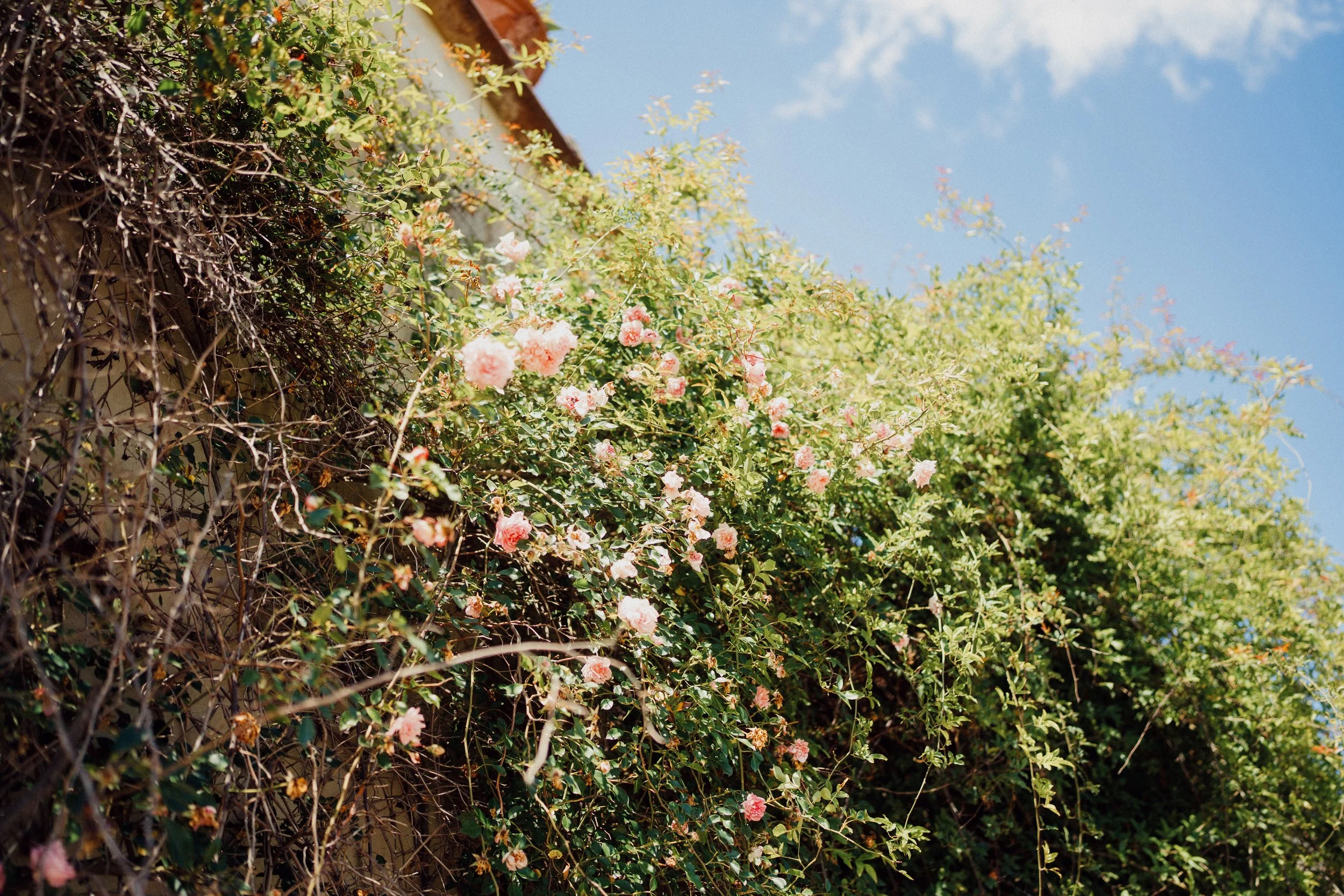 Blooming pink roses on a vine climbing on a wall, with green foliage and blue sky in the background.
