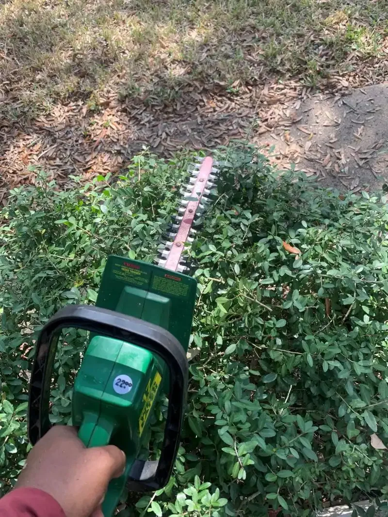 Bush & Tree Trim