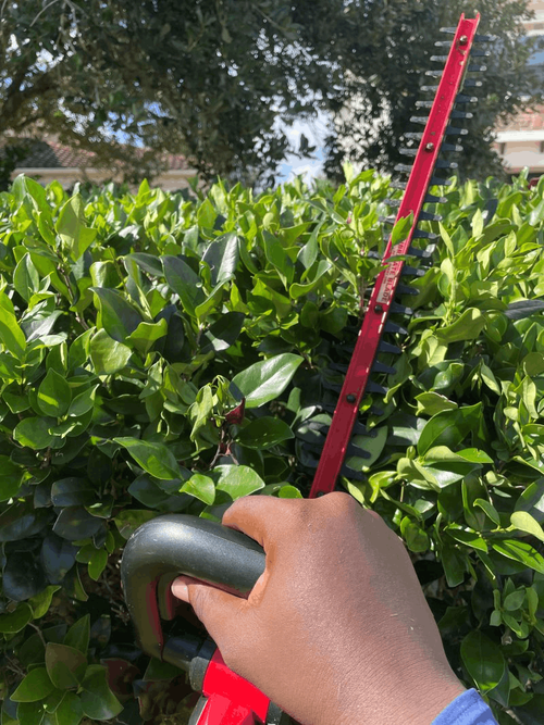 Bush and tree trimming in Sugar Land, TX