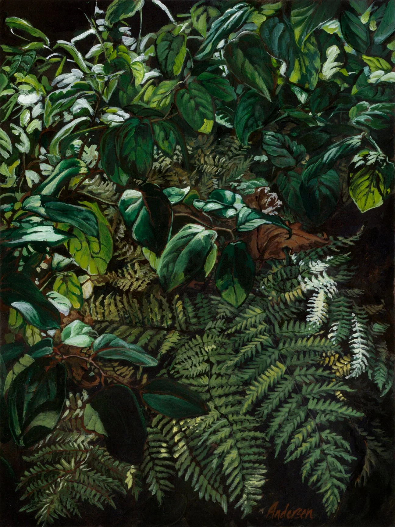 Salal & Ferns