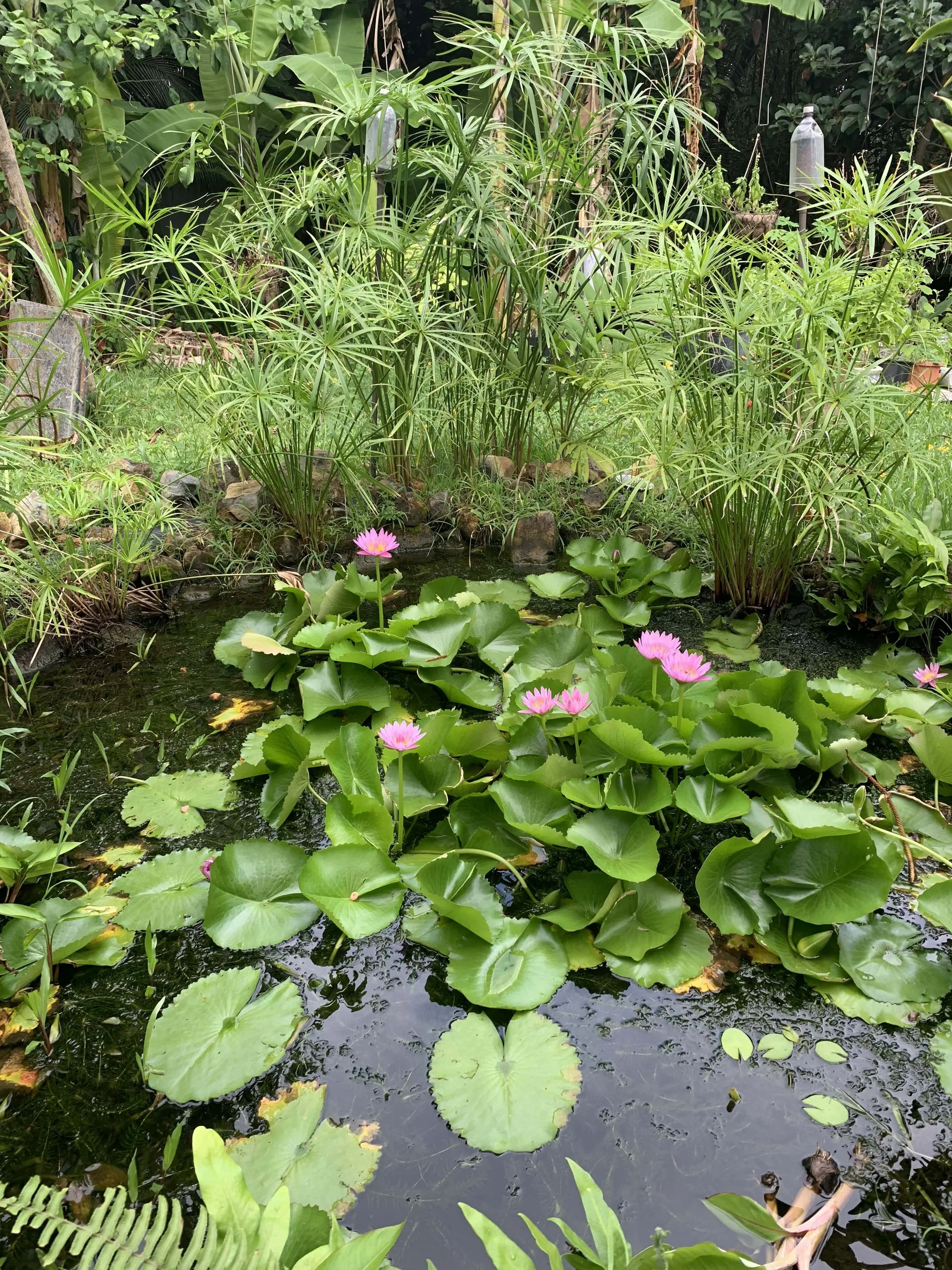 Commercial real estate Hawaii Retreat center, senior home, ocean view paradise cooking retreat