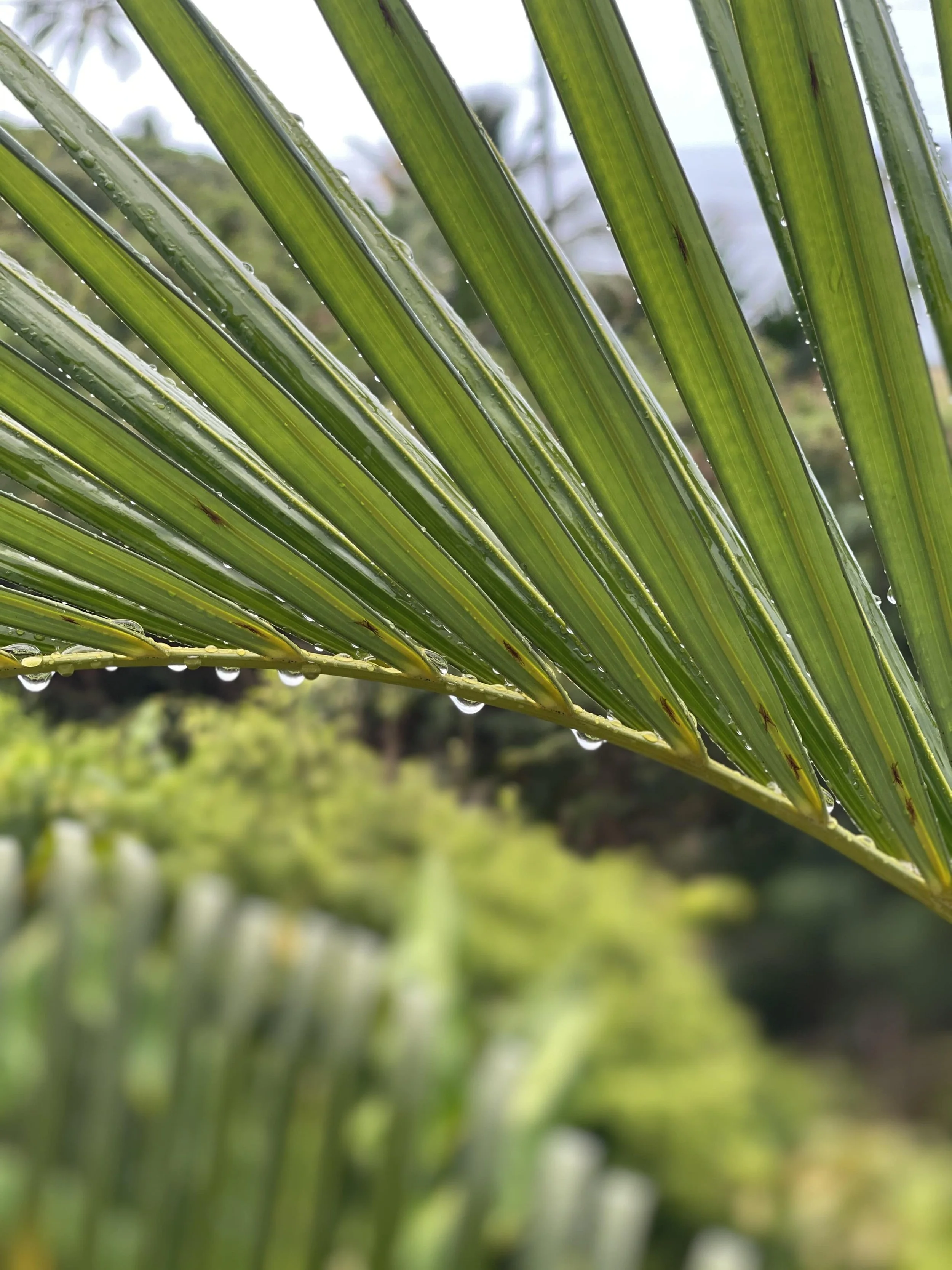 Commercial real estate - luxury Yoga, Health, Wellness, Artist Retreat  with an ocean view