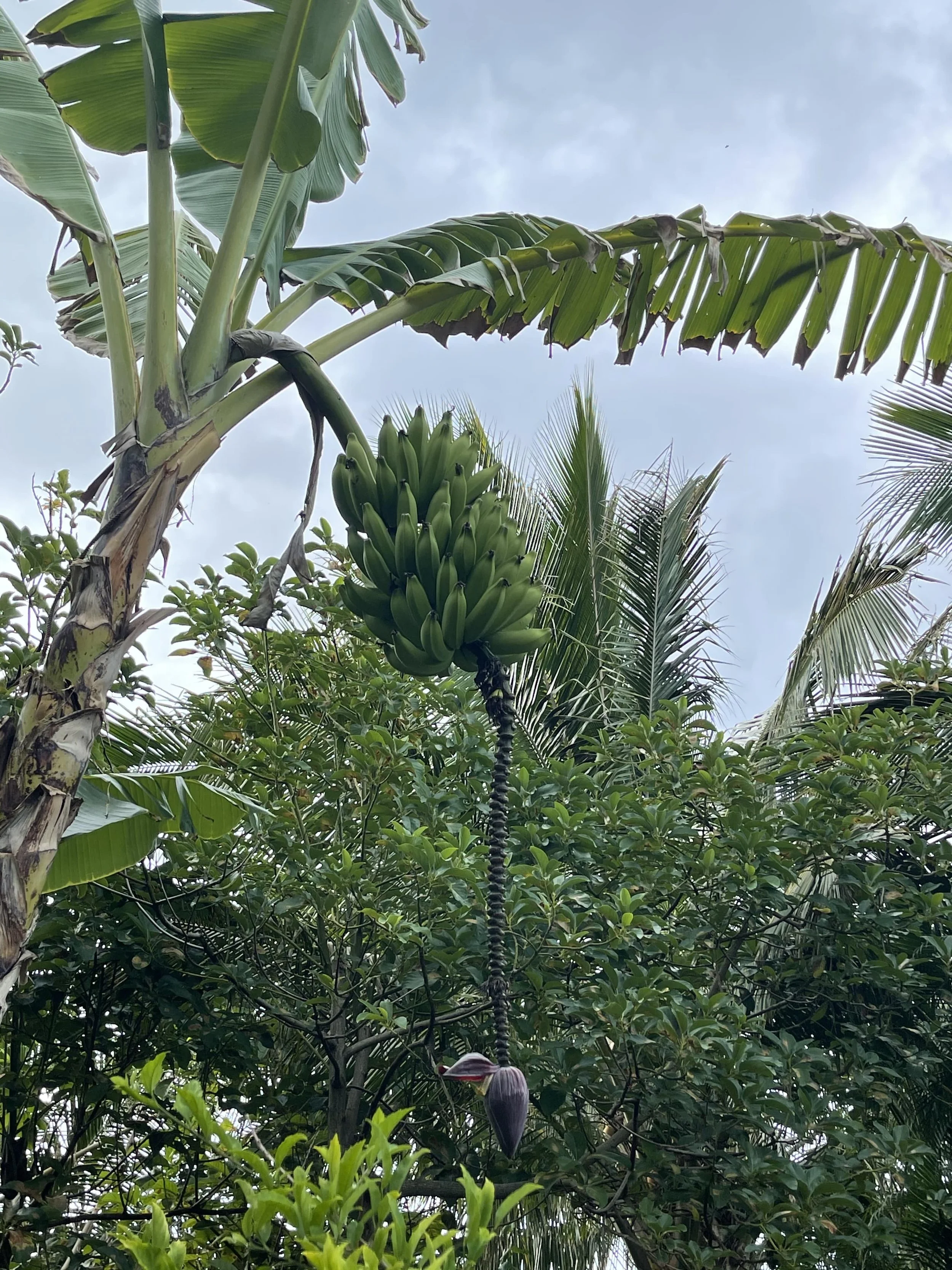 Aloha Vista Estate - commercial real estate location ideal for dream business opportunity in Hawaii. Has Banana tree with a cluster of green bananas and a hanging banana flower, surrounded by dense green foliage against a cloudy sky.