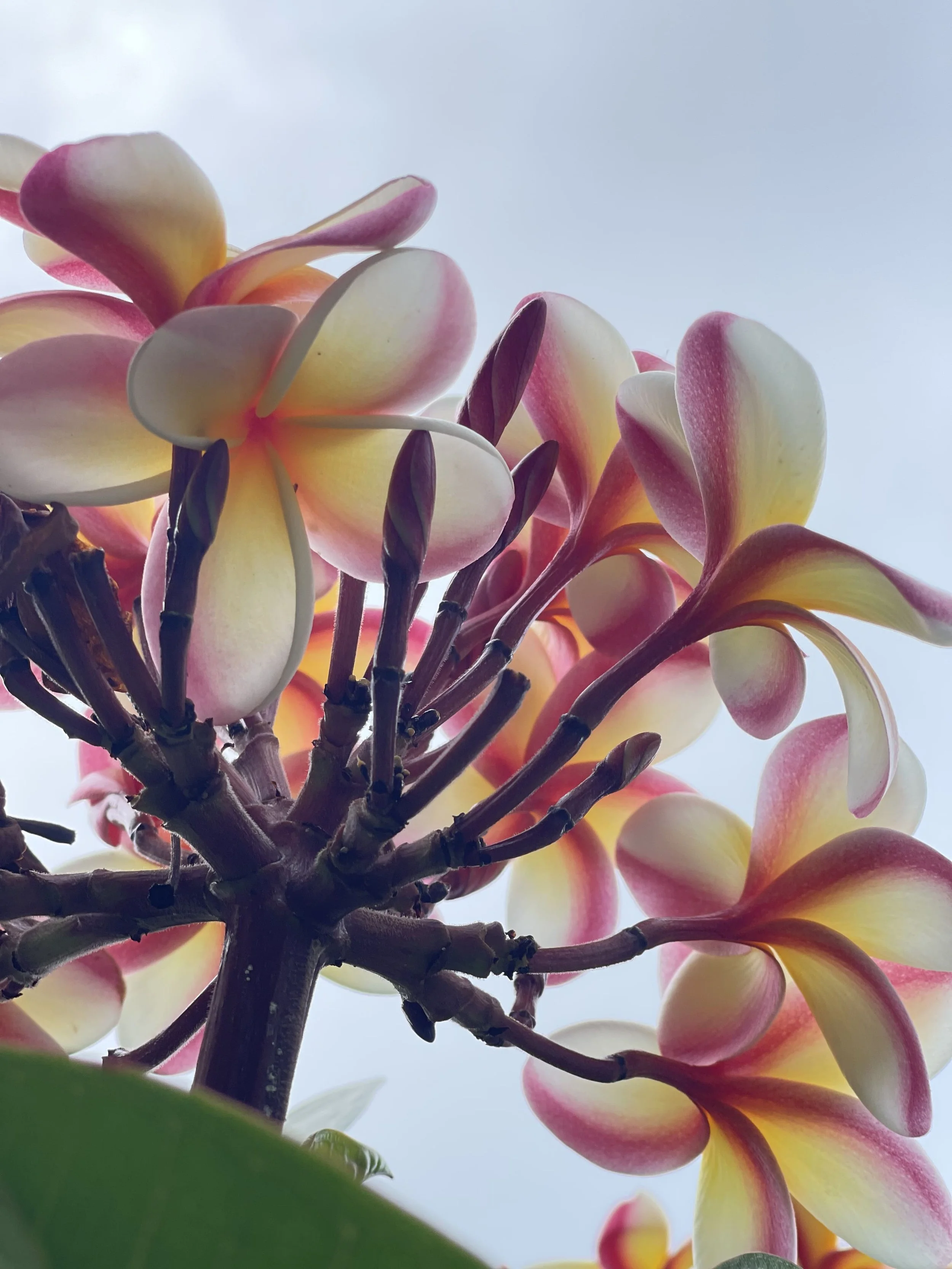 Commercial real estate - luxury Yoga, Health, Wellness, Artist Retreat  with an ocean view