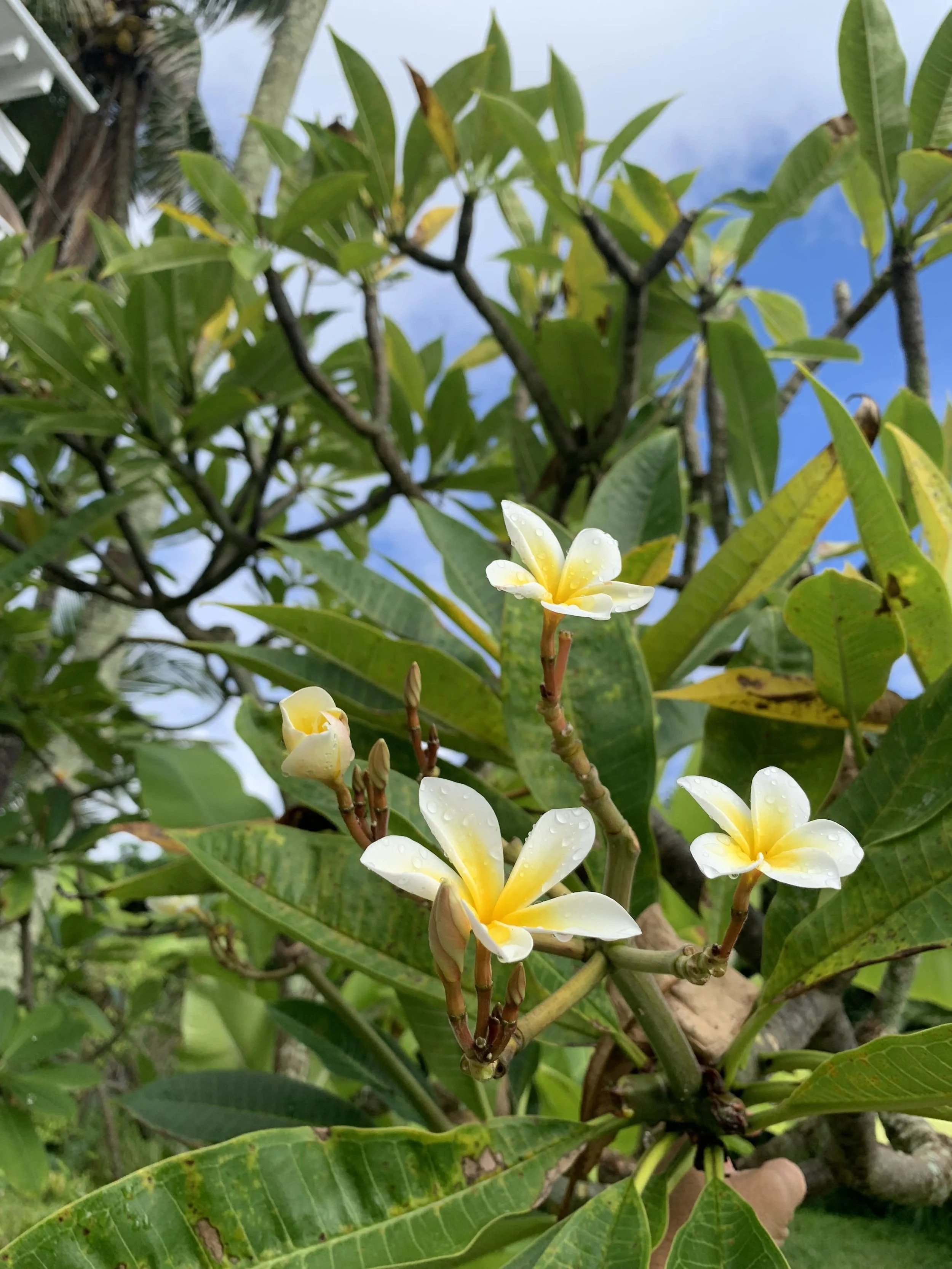 Commercial real estate - luxury Yoga, Health, Wellness, Artist Retreat  with an ocean view