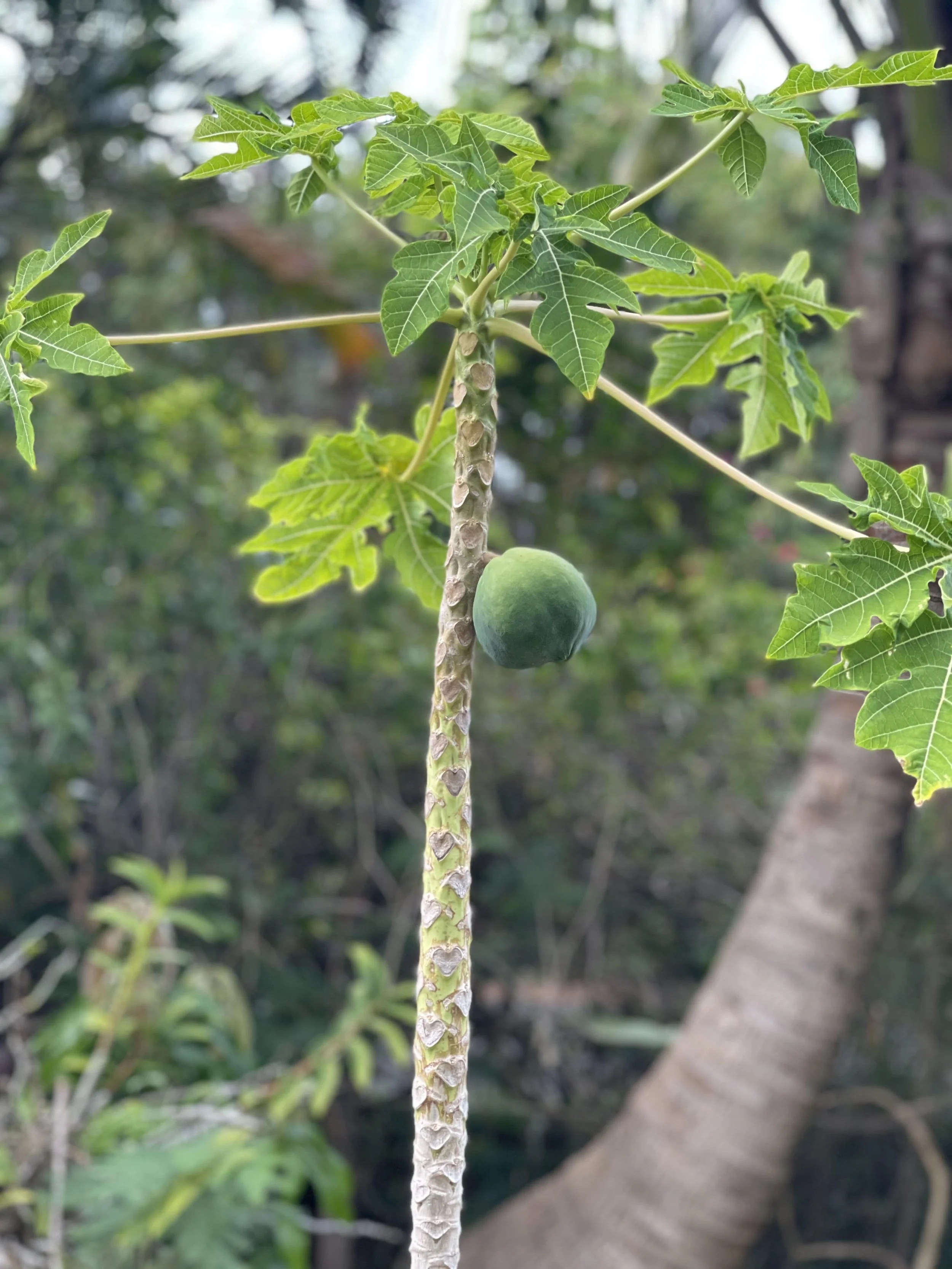 Commercial real estate - luxury Yoga, Health, Wellness, Artist Retreat  with an ocean view