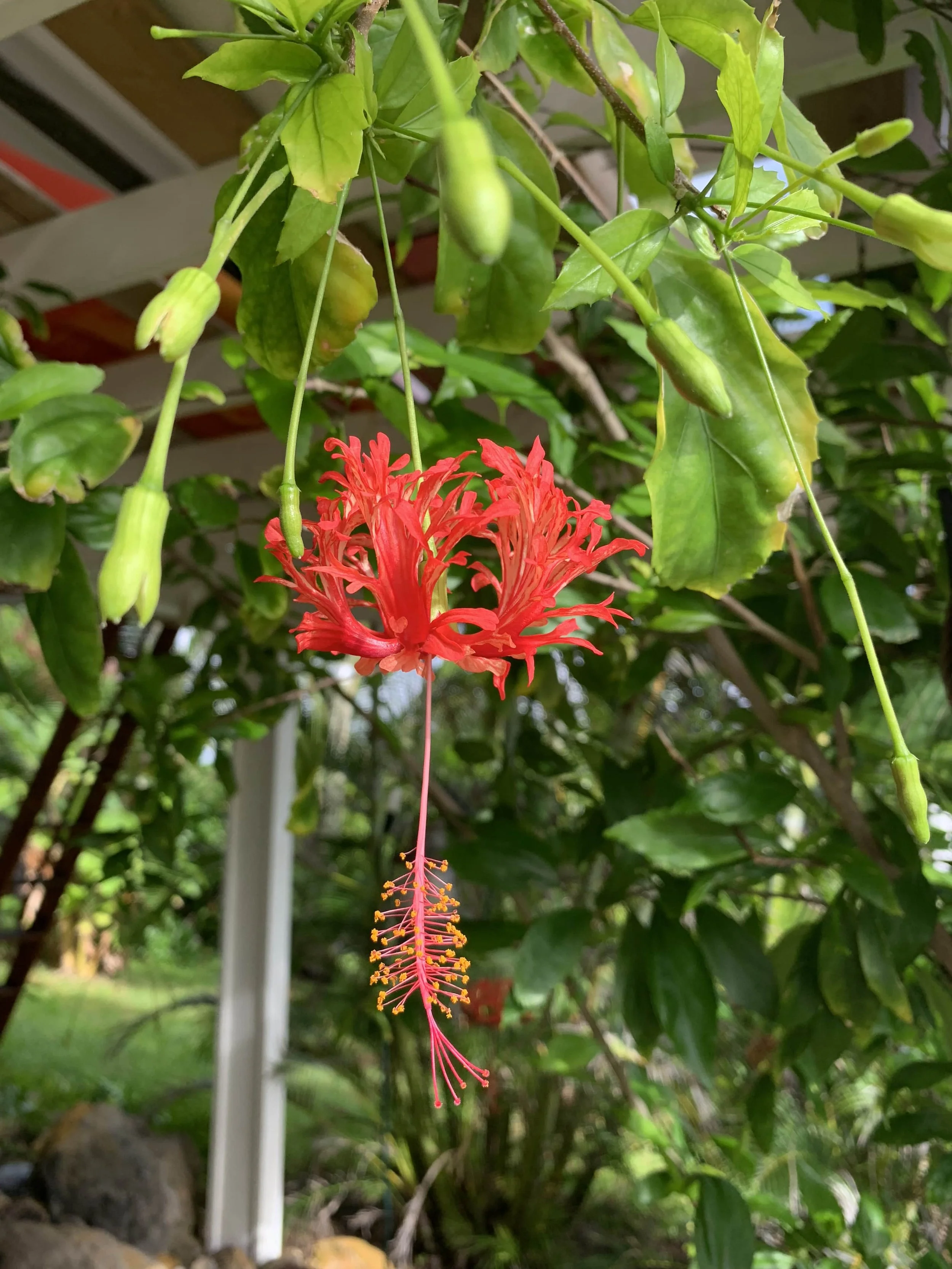 Commercial real estate - luxury Yoga, Health, Wellness, Artist Retreat  with an ocean view