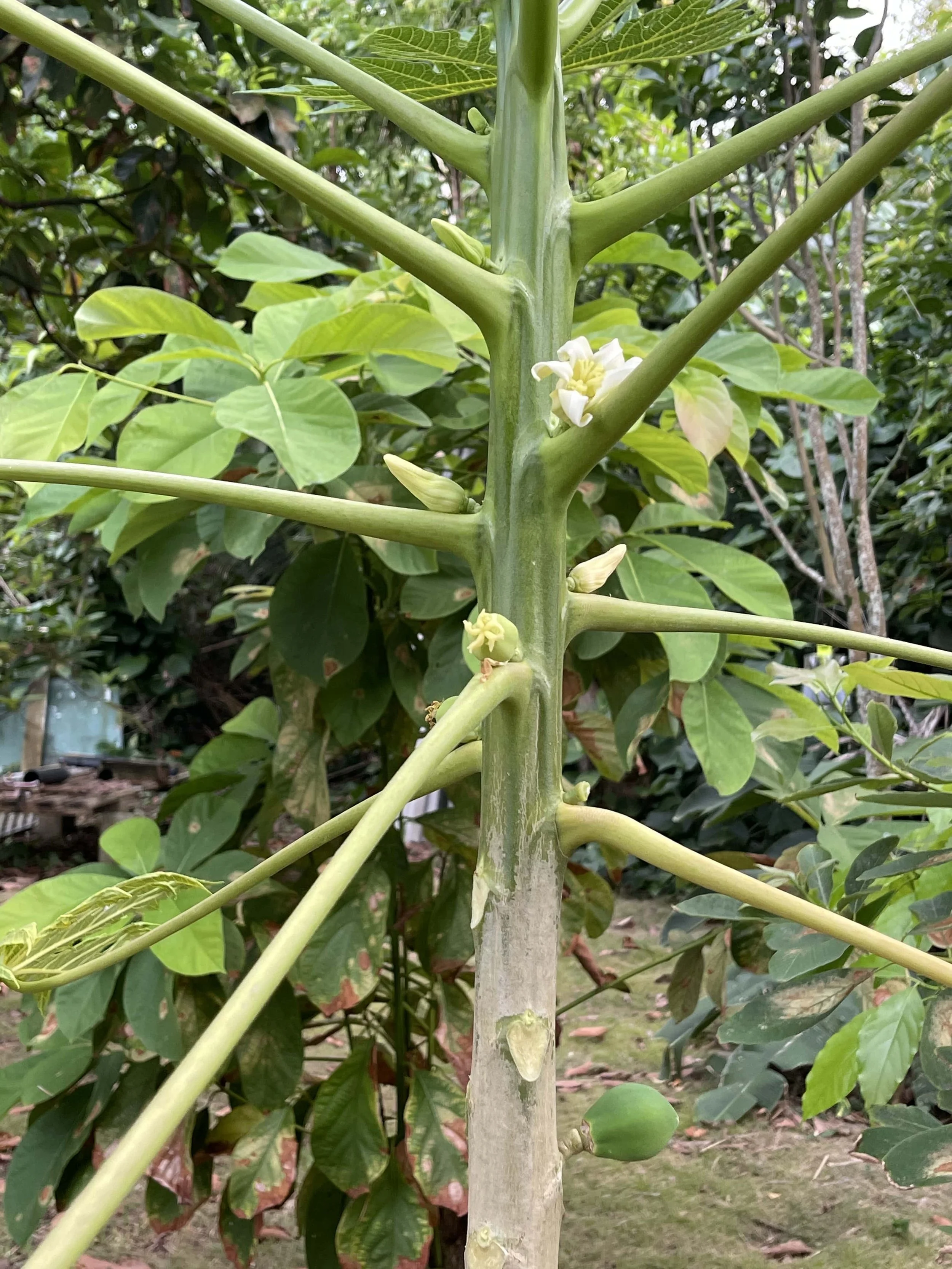 Commercial real estate - luxury Yoga, Health, Wellness, Artist Retreat  with an ocean view