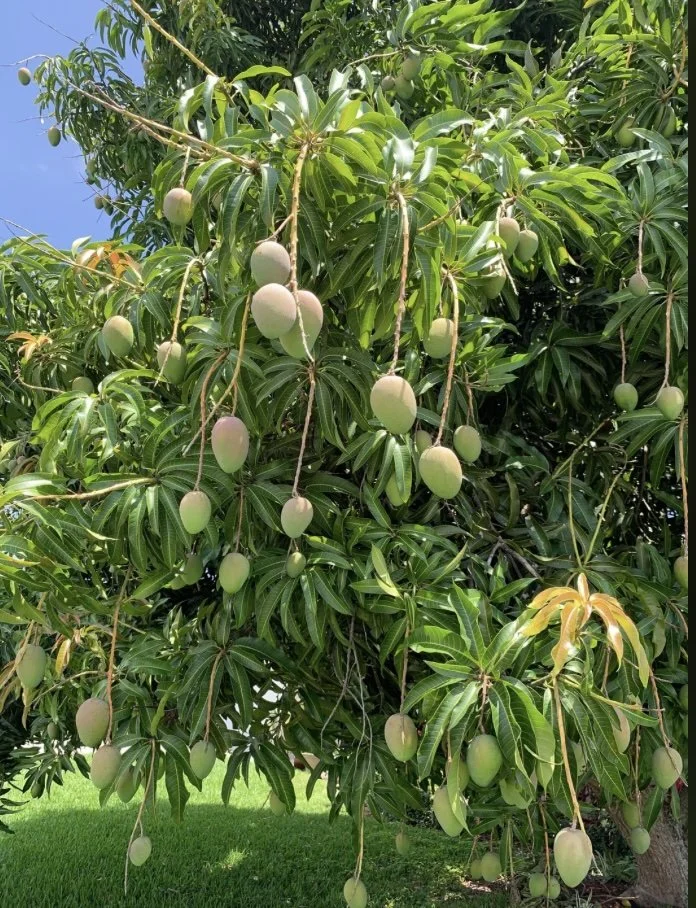 Commercial real estate - luxury Yoga, Health, Wellness, Artist Retreat  with an ocean view