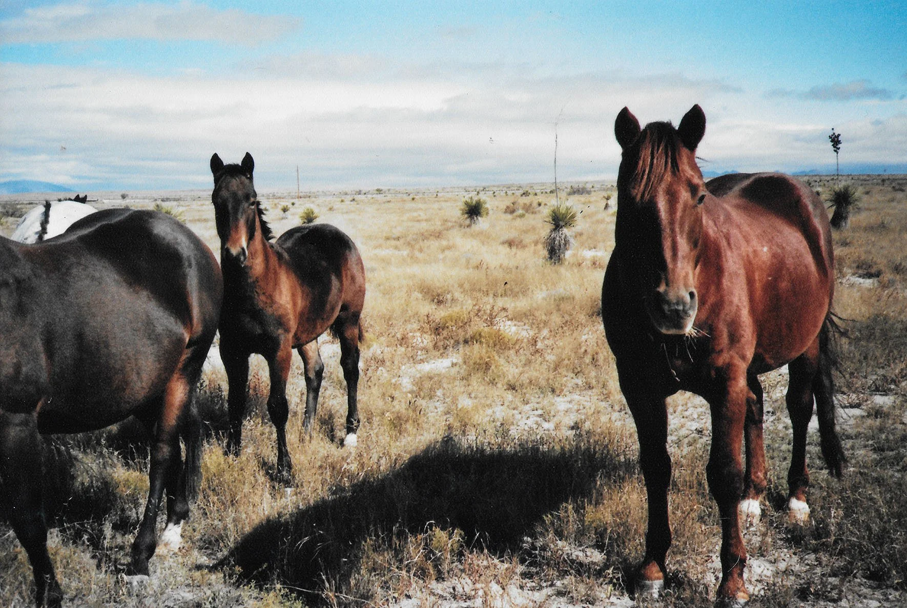 Horses.jpg