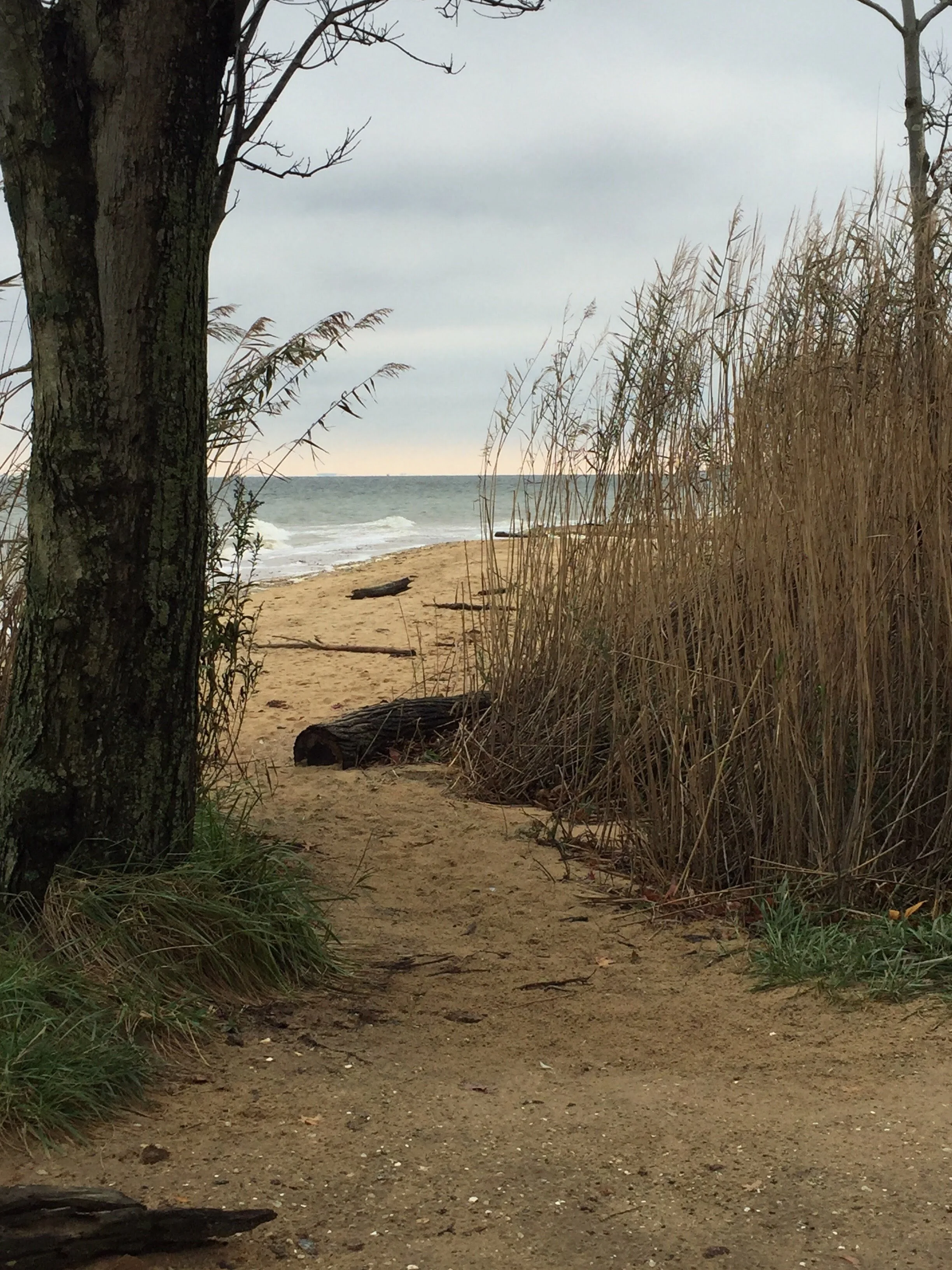A sandy beach with tall dry grass on the right and a tree on the left, overlooking the ocean under a cloudy sky.