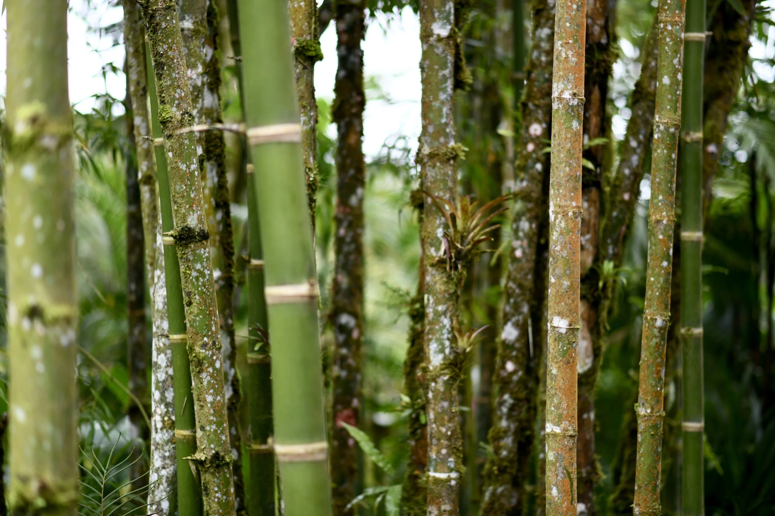 Telehealth sessions, virtual sessions, Colorado