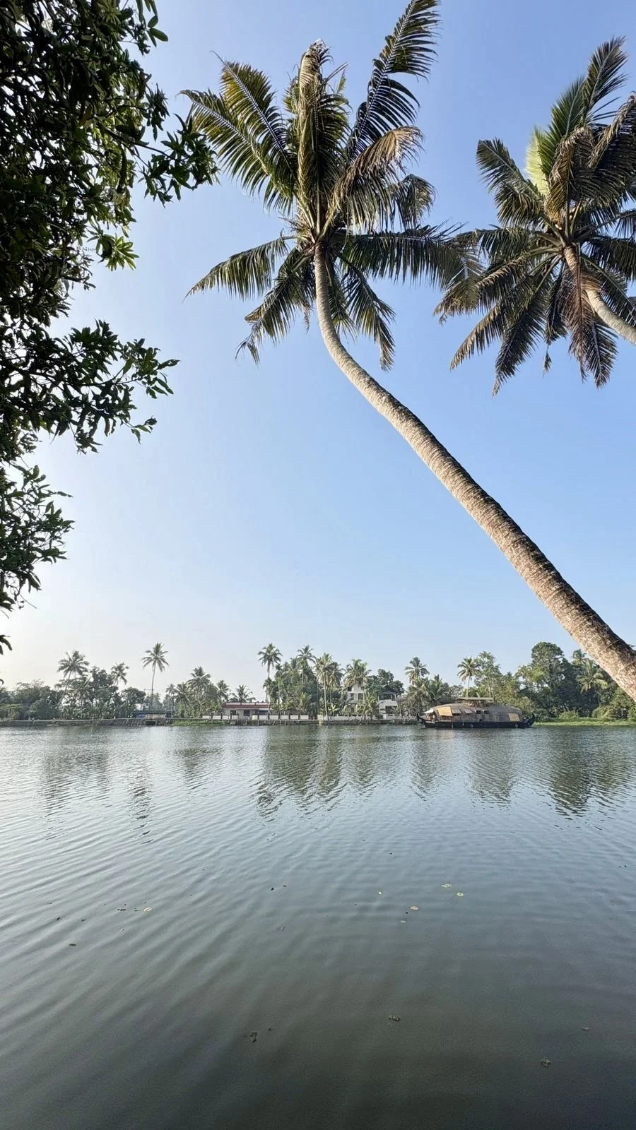 Tropical scene with a tall leaning palm tree over a calm river, with houses and more palm trees in the background under a clear blue sky.