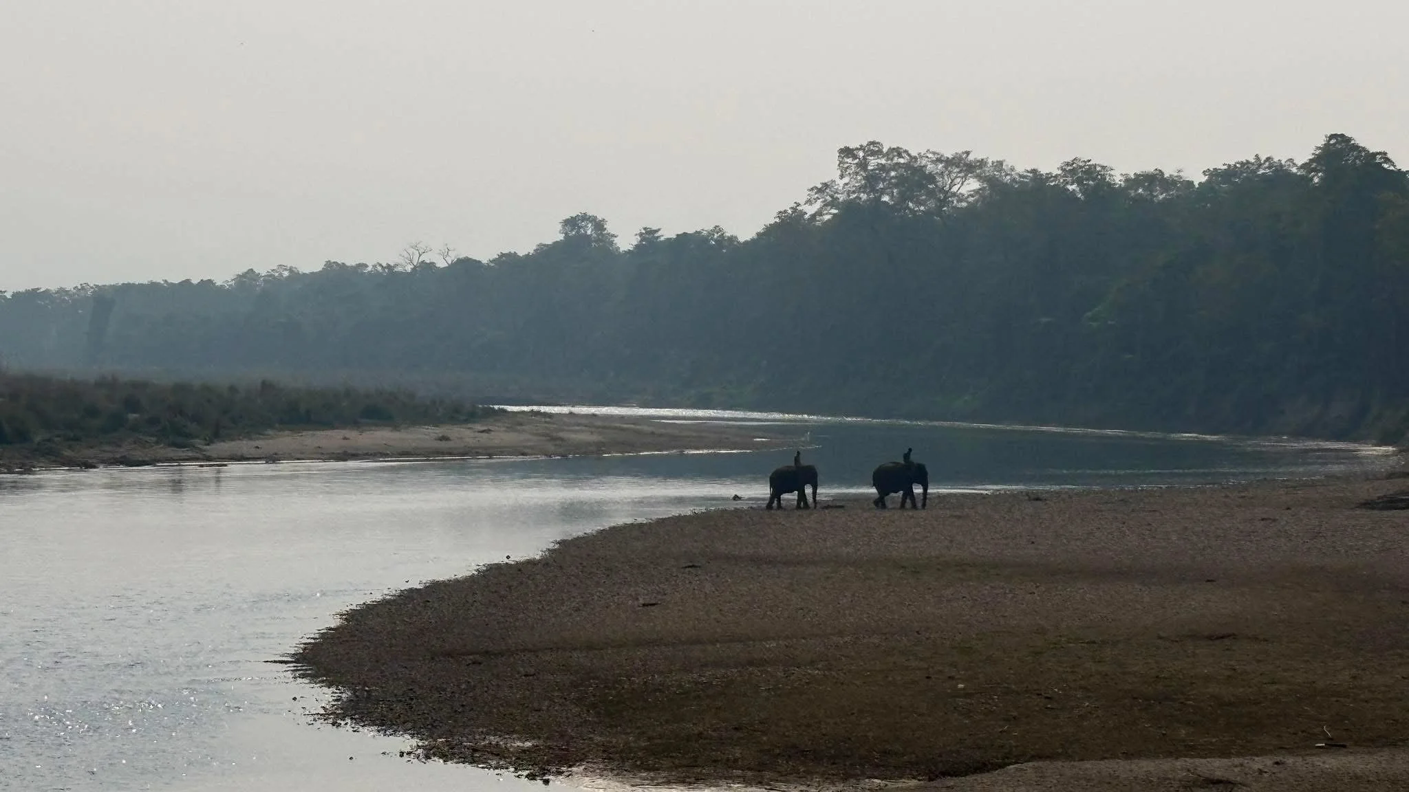 Two elephants standing on a riverbank with a bird perched on each elephant's back, with trees in the background and the river in the foreground.