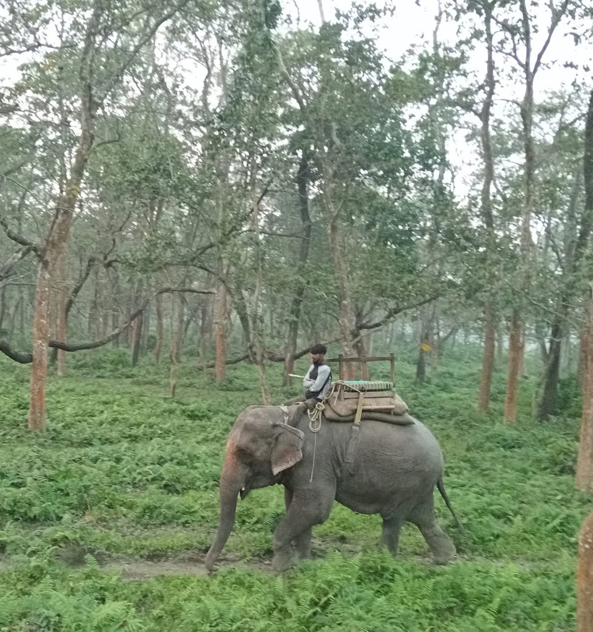 A person riding an elephant through a green forest with tall trees.