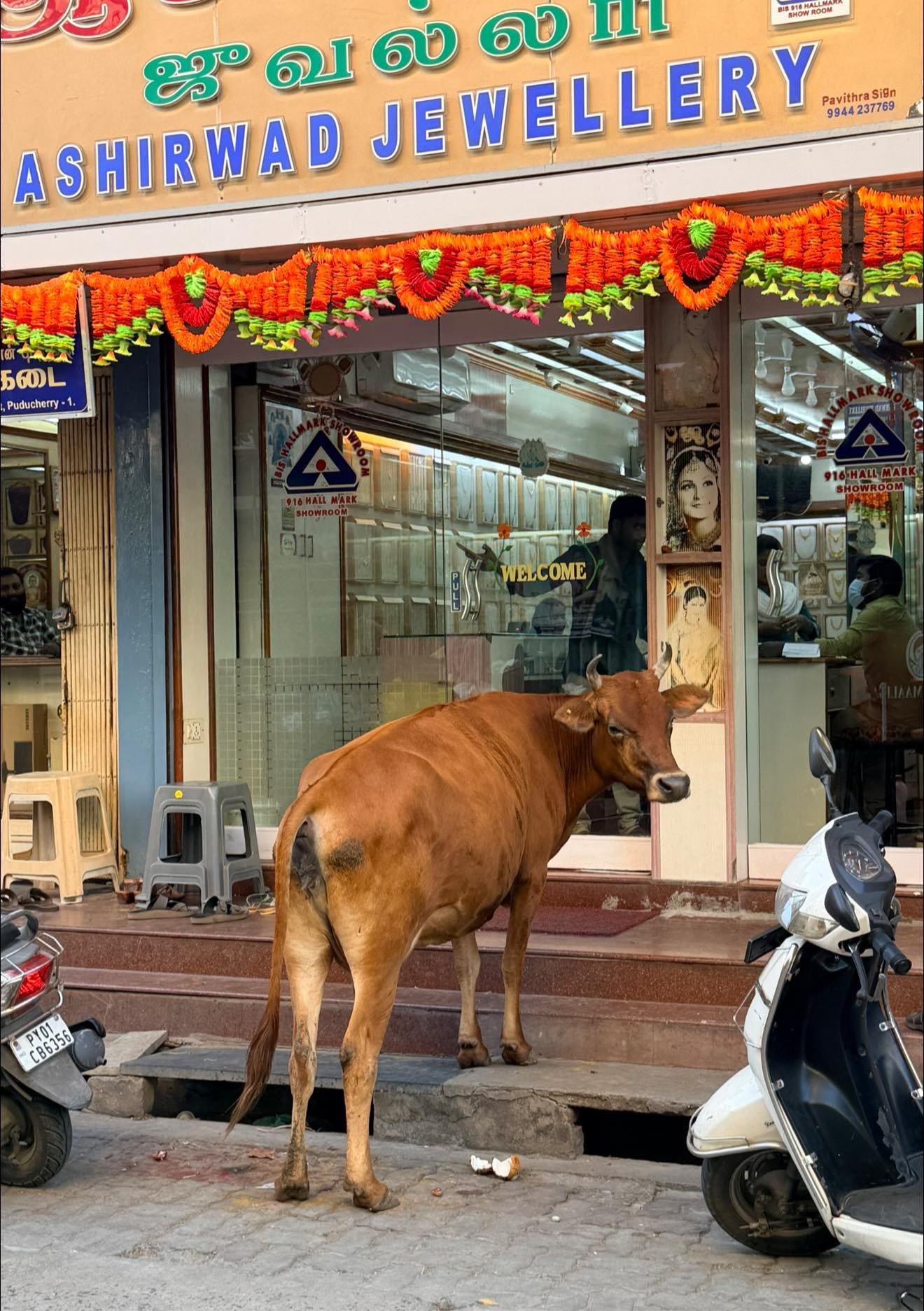 A brown cow standing on the sidewalk in front of a jewelry shop with a glass door and colorful floral decorations. The shop has signs in English and a motorcycle parked nearby.