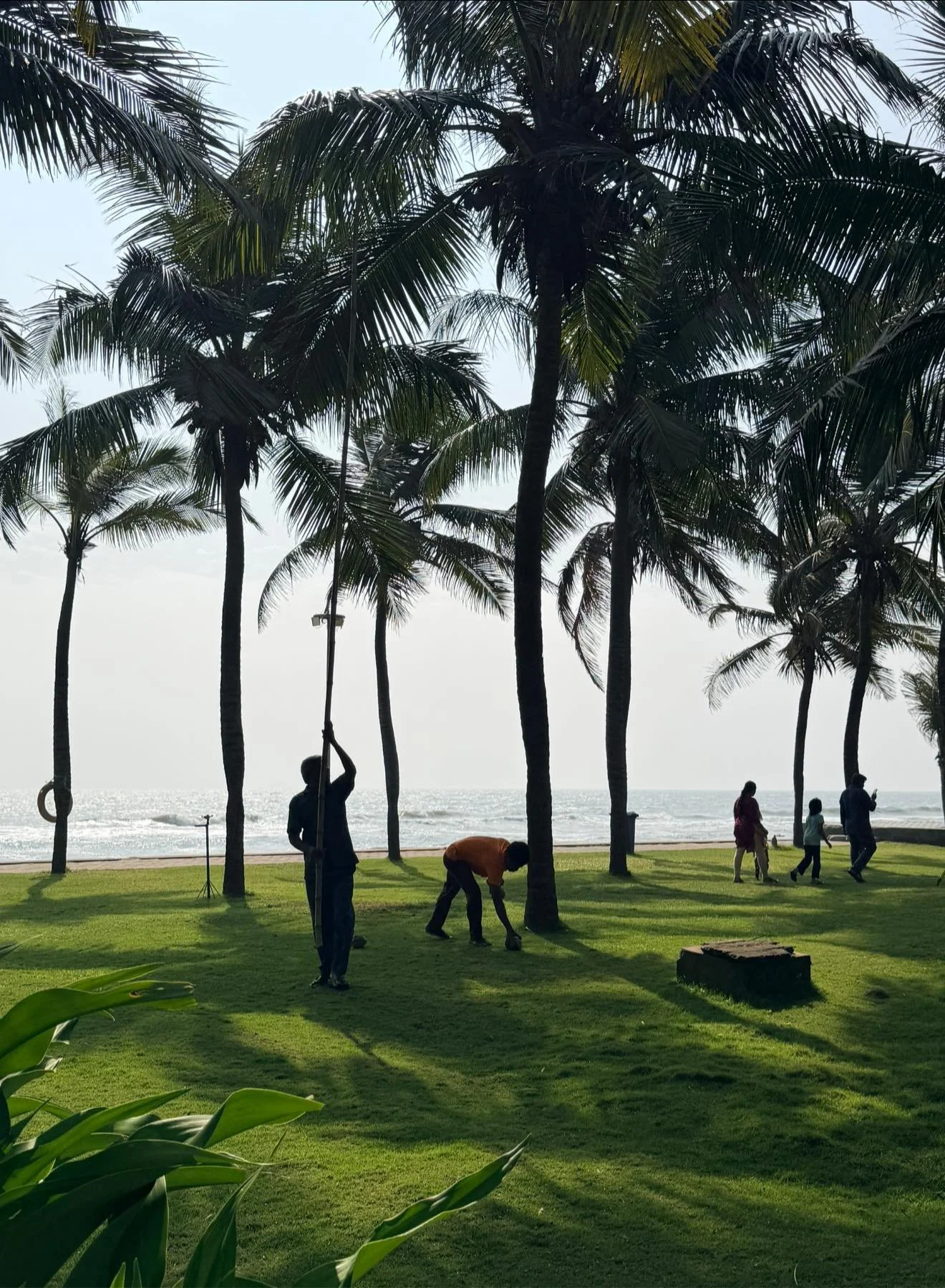 People cleaning up litter among palm trees near a beach with the ocean in the background.