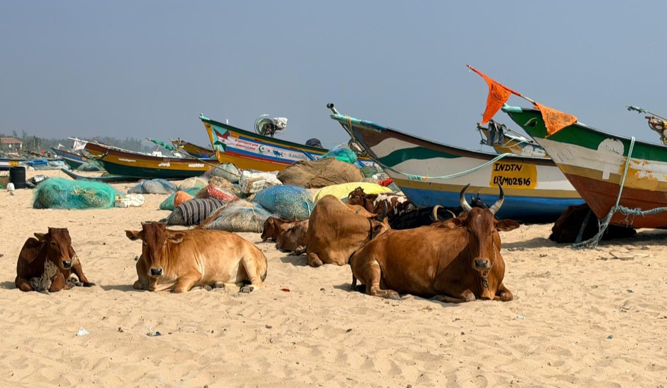 Cows resting on sandy beach with colorful boats in the background.
