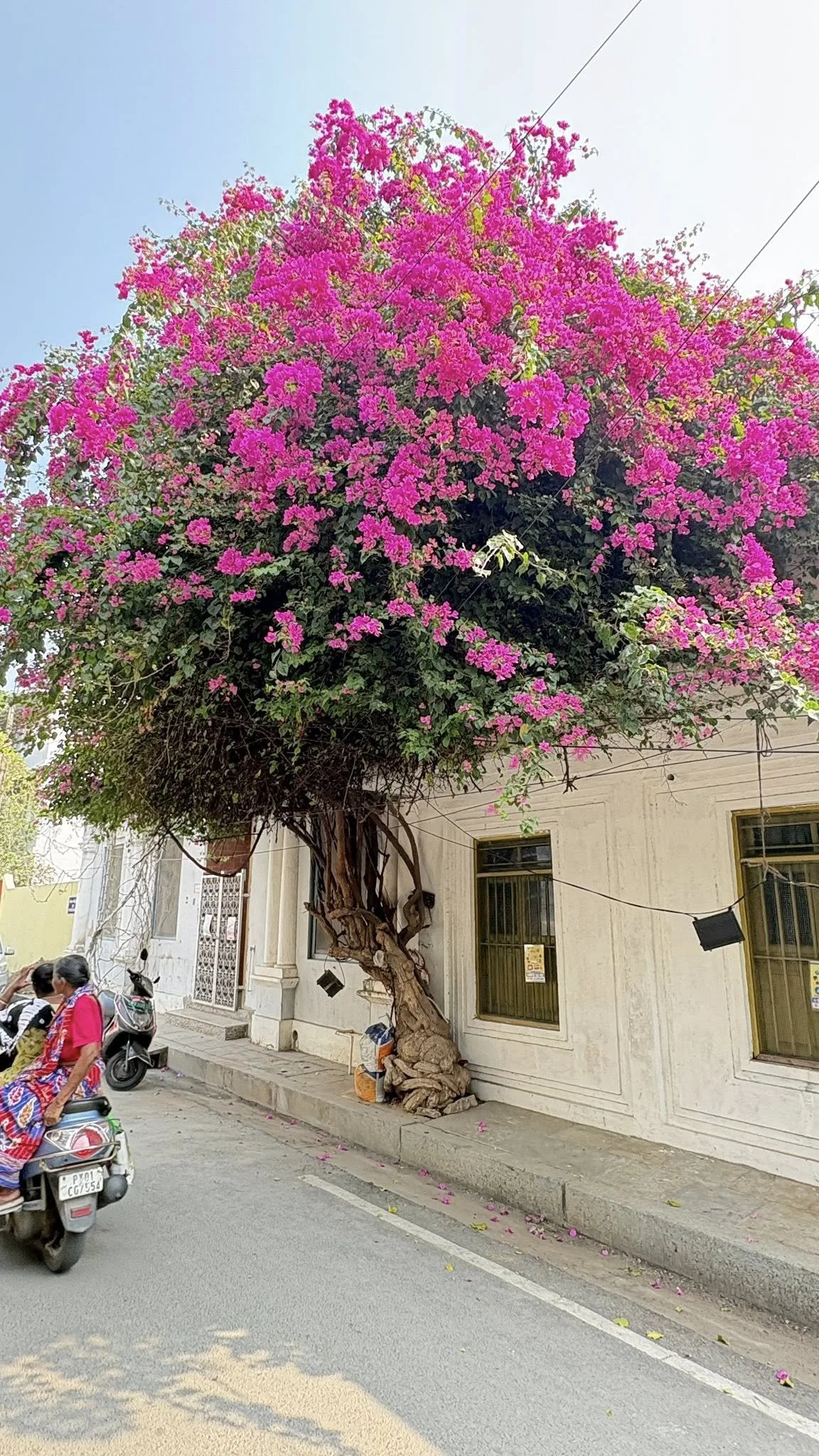 Bright pink flowering tree growing next to a building on a city street, with two windows and a sidewalk. Two women on a motorcycle pass by.