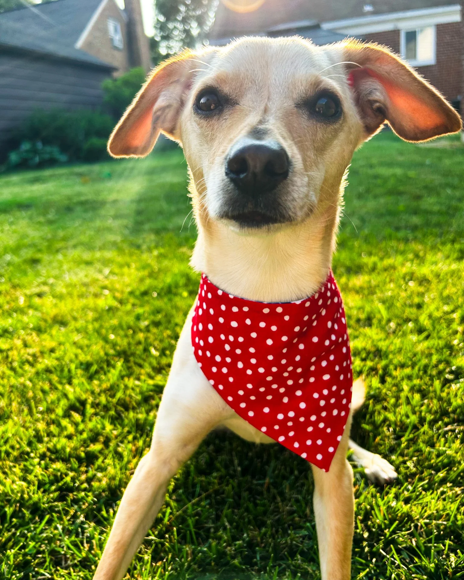 A tan dog with erect ears wearing a red bandana with white polka dots, sitting on green grass during sunset.