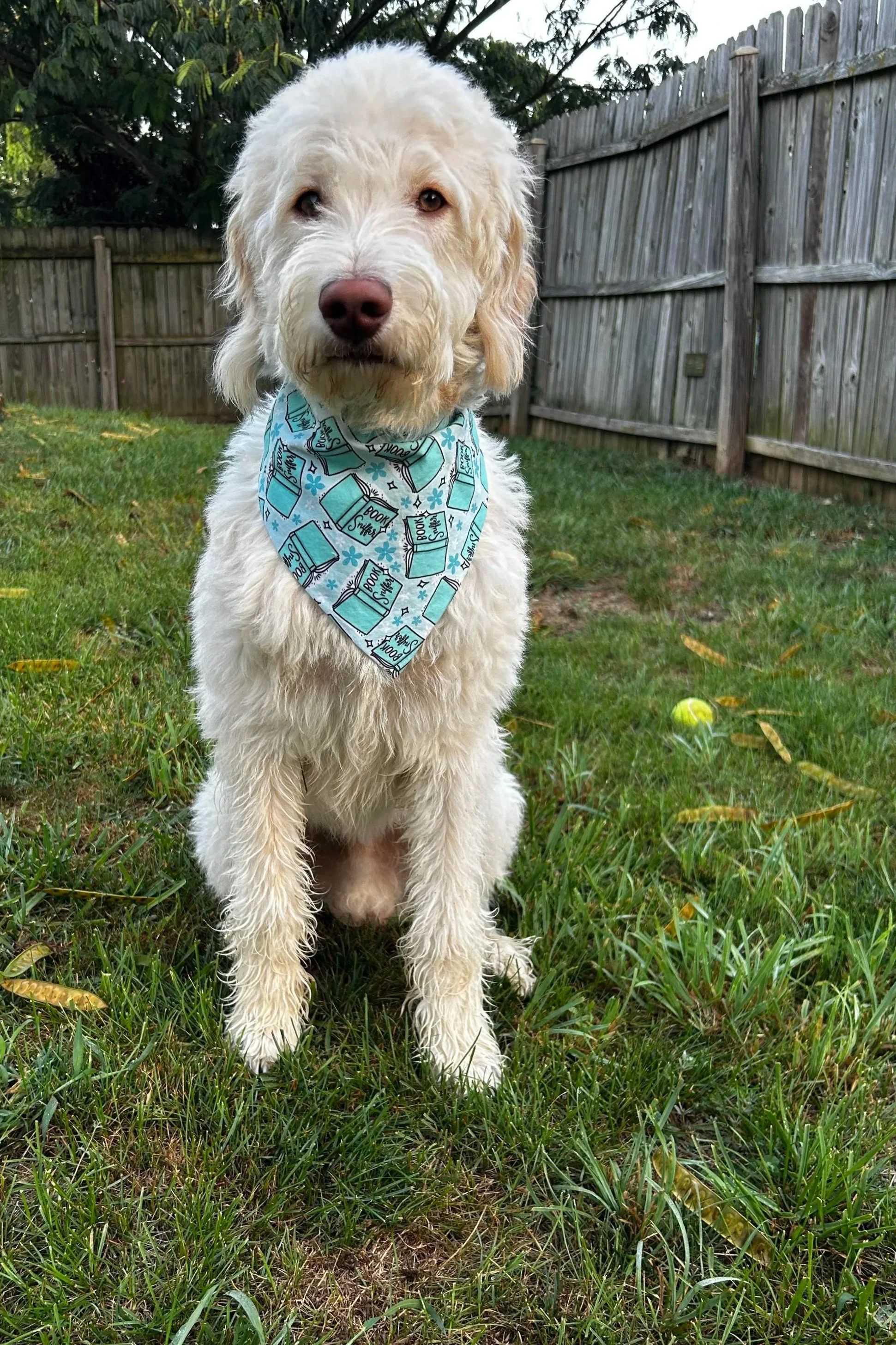 A fluffy white dog with a light blue bandana around its neck sitting on grass in a backyard with a wooden fence in the background.