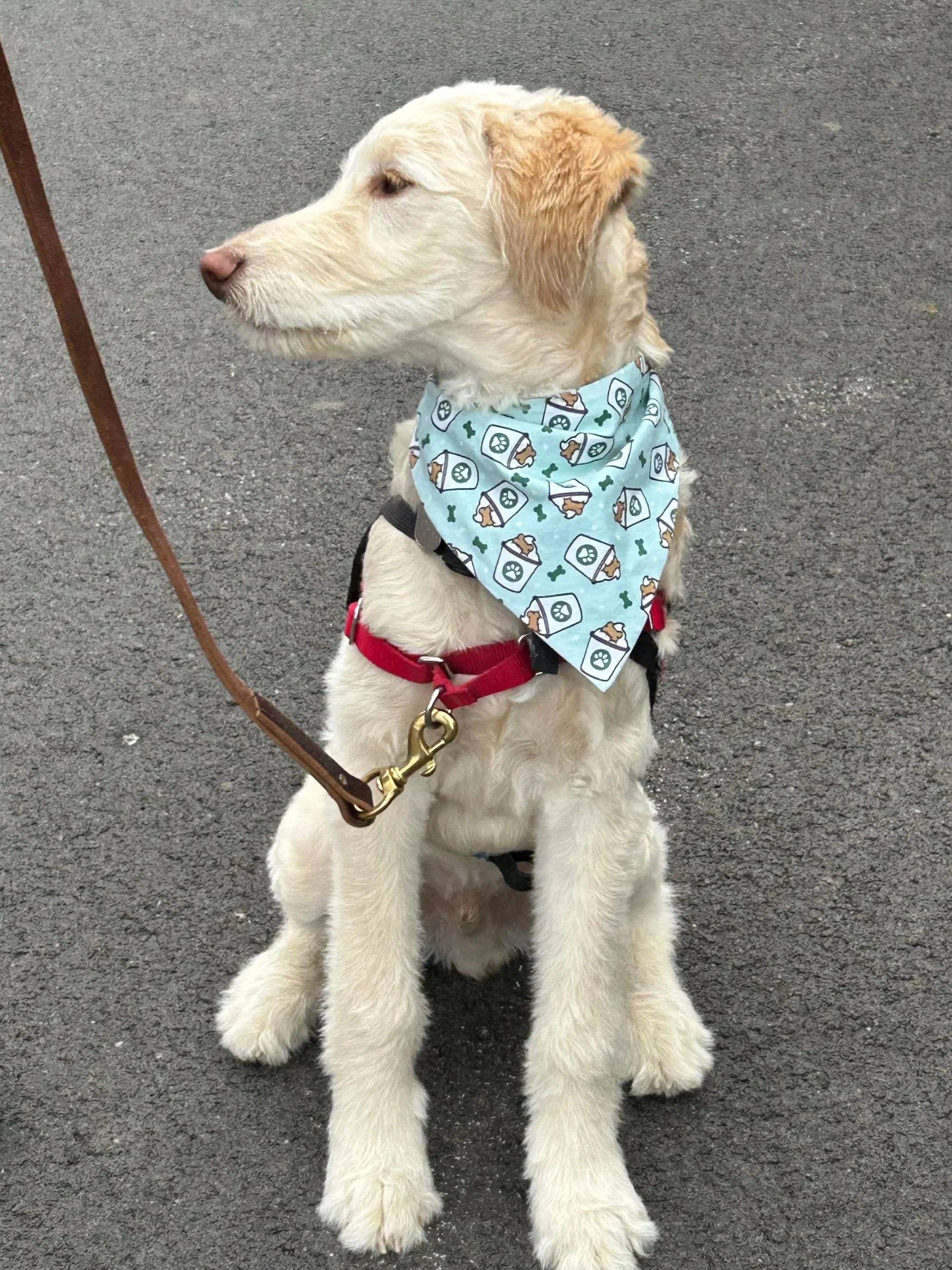 A golden retriever puppy with a bandana around its neck, sitting on a paved surface, looking to the side.