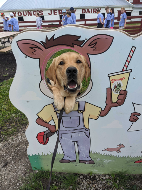 Dog with its head through a cutout in a cartoon-style sign at Young's Jersey Dairy, with children and a barn in the background.