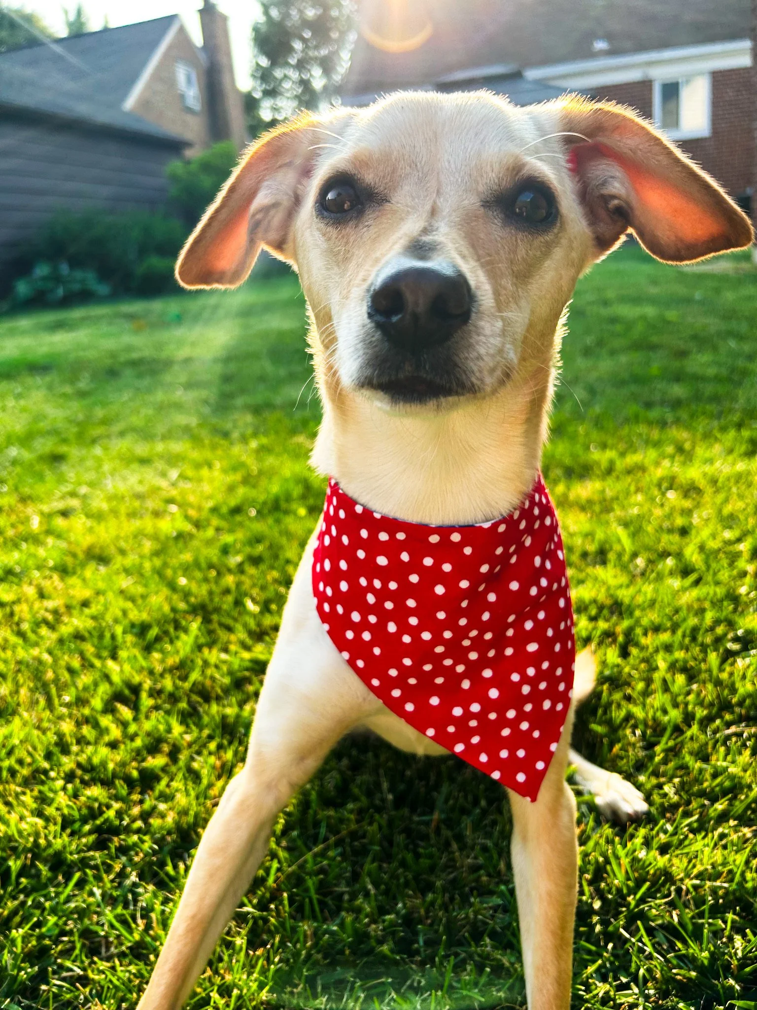 A light brown dog with a white face wearing a red bandana with white polka dots, sitting on green grass in a backyard with houses in the background, during sunset.