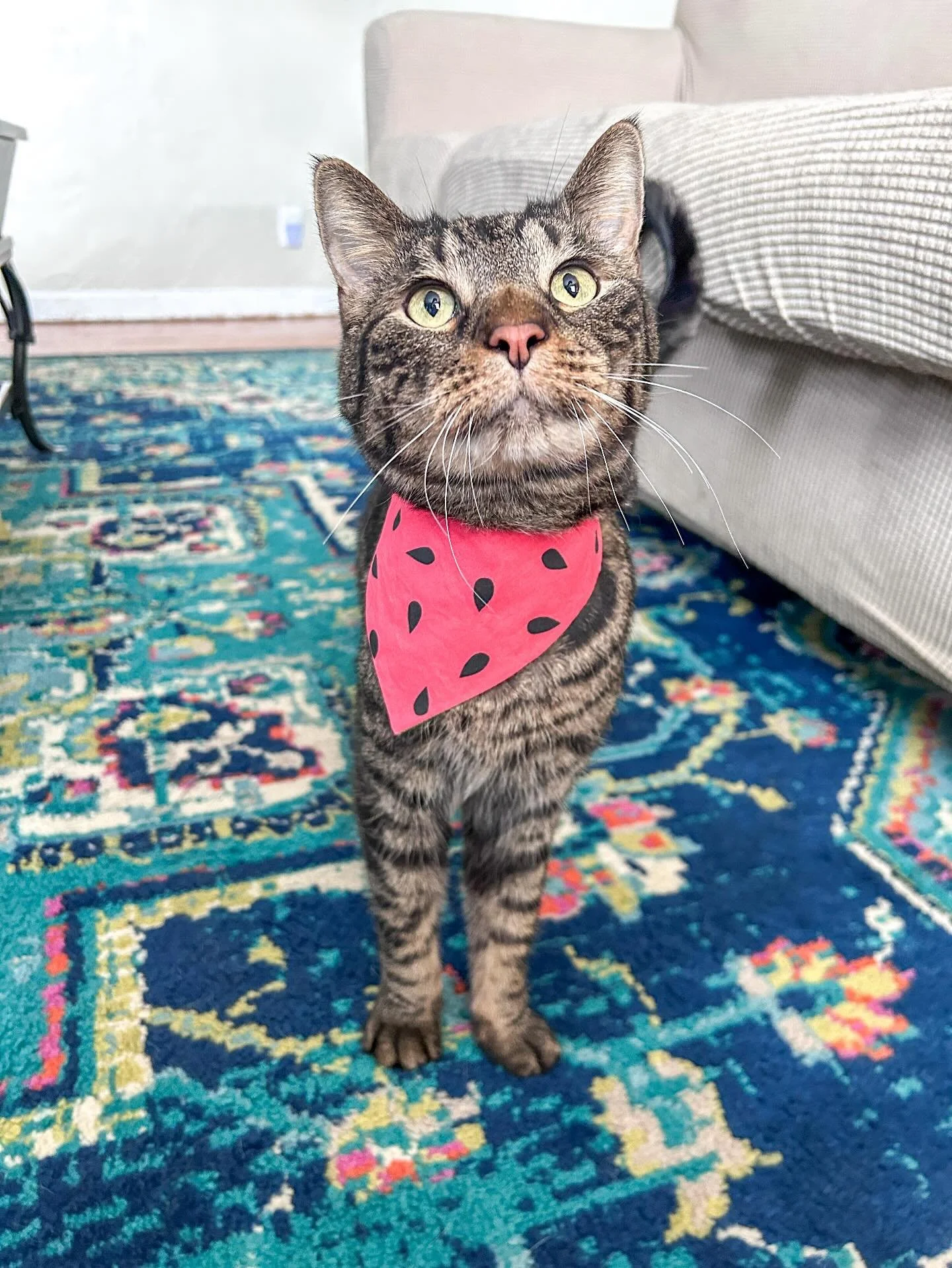 A tabby cat with yellow-green eyes wearing a pink bandana with black dots, standing on a colorful patterned rug in a living room.