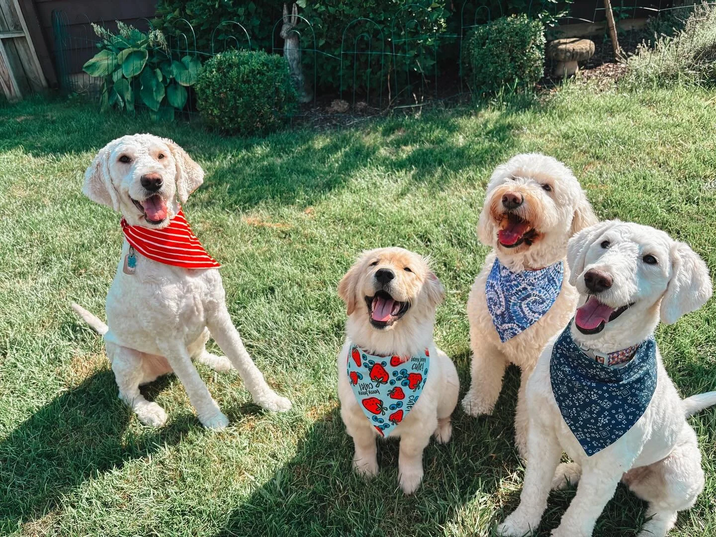 Four happy dogs sitting on a grassy yard, wearing colorful bandanas, with a garden in the background.