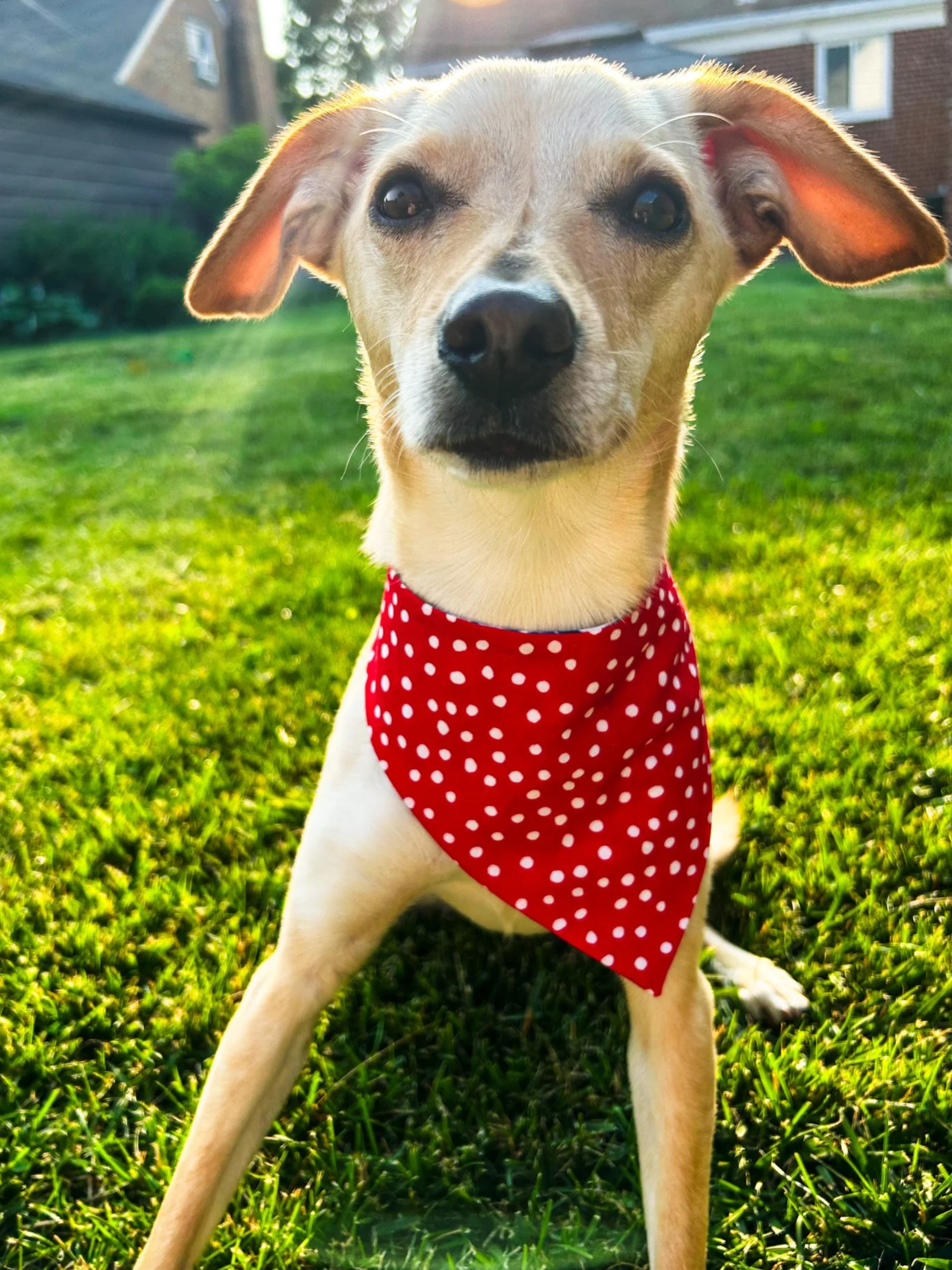 Close-up selfie of a tan dog with big dark eyes, wearing a red bandana with white polka dots, sitting on green grass with houses in the background, during sunset.