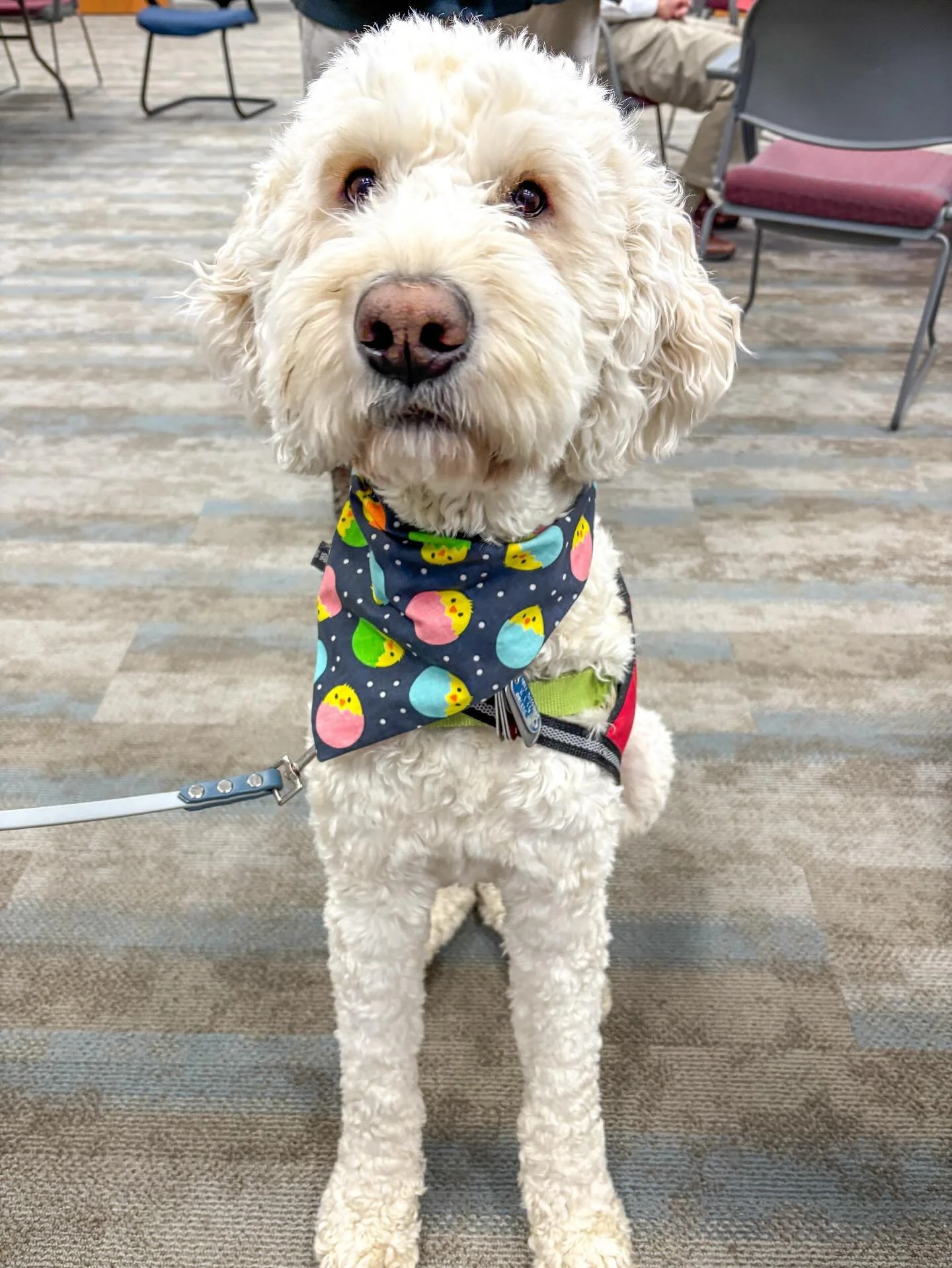 A white, curly-haired dog wearing a colorful, polka-dotted bandana and a harness, standing on a carpeted floor in an indoor setting with chairs and people in the background.