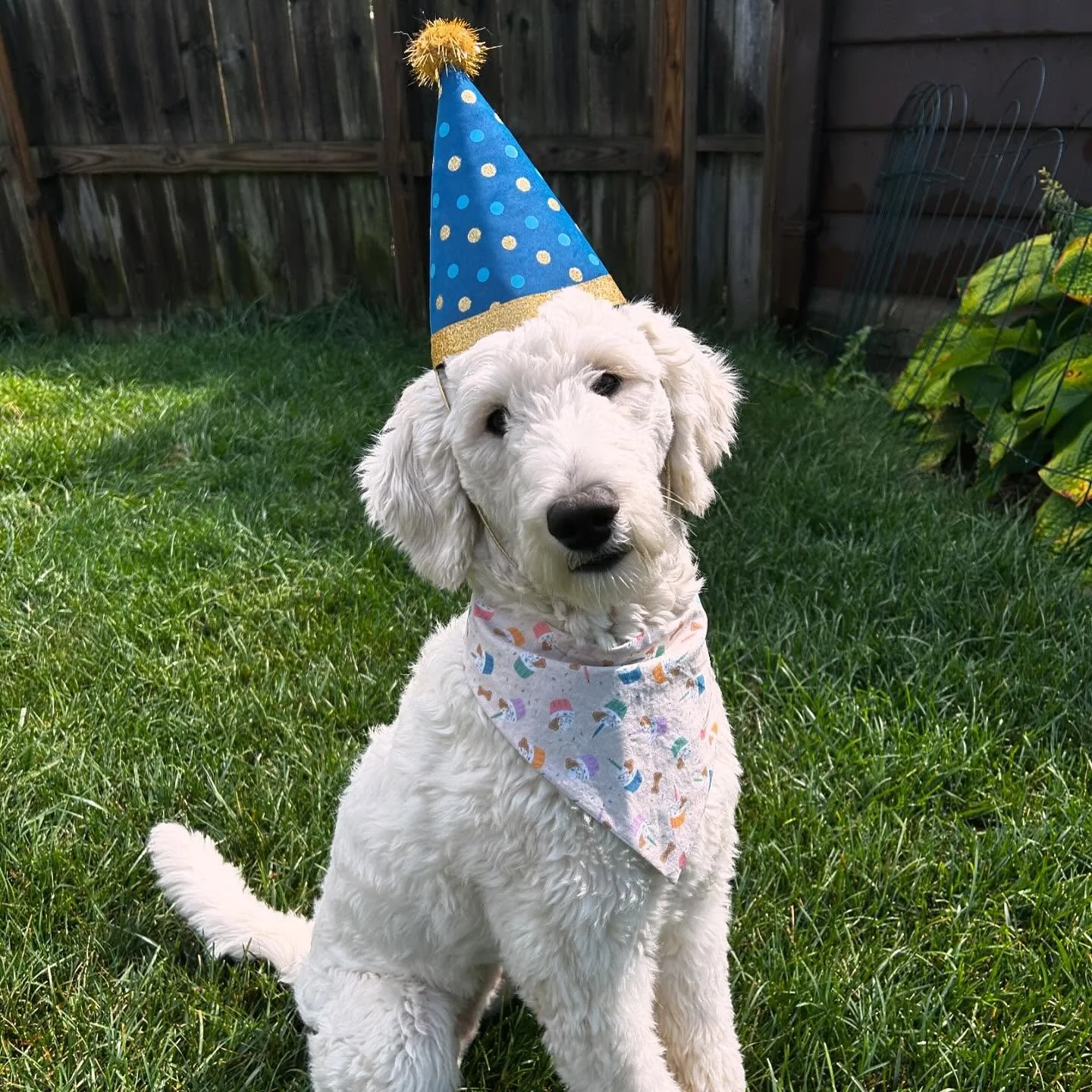 A white dog wearing a blue party hat with gold and blue polka dots and a multicolored bandana, sitting on grass in a backyard.