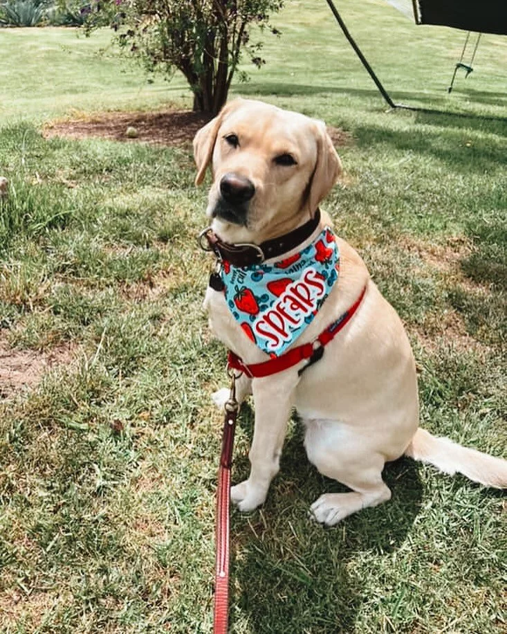 A yellow Labrador retriever dog sitting on grass in a backyard, wearing a bandana with red and blue designs, and a red leash attached to a harness.