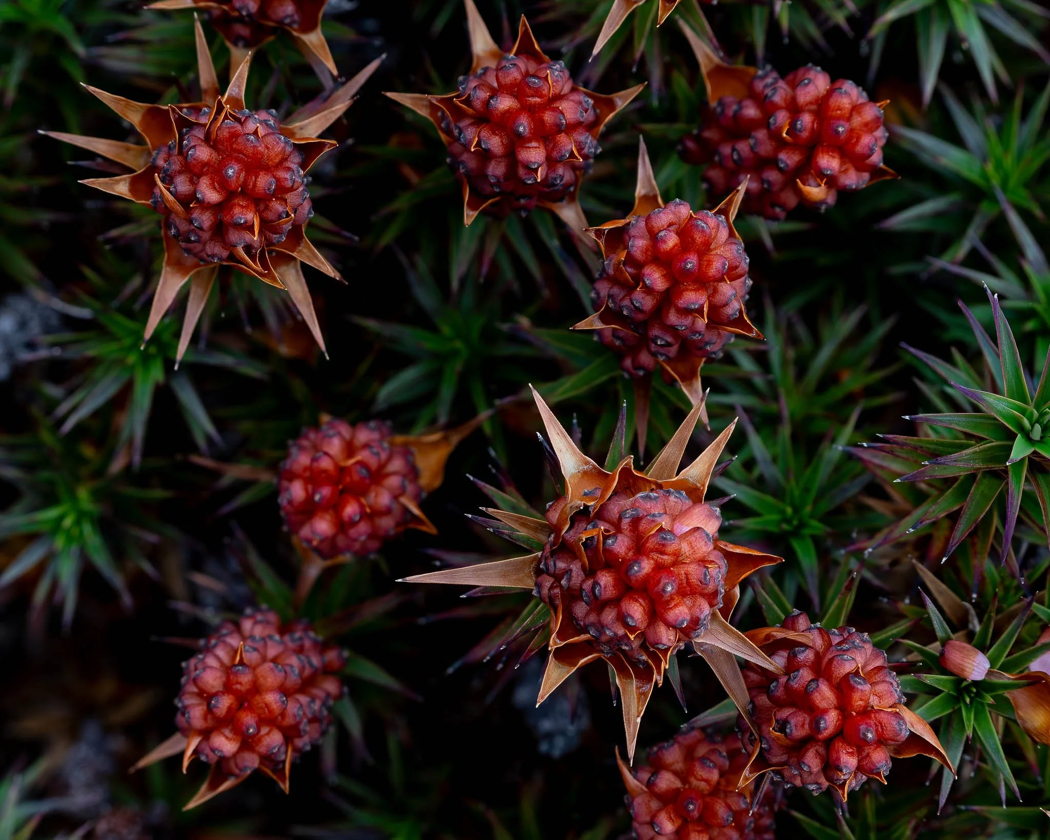 2026-01-20 21-05-54 (B,R8,S4).jpg