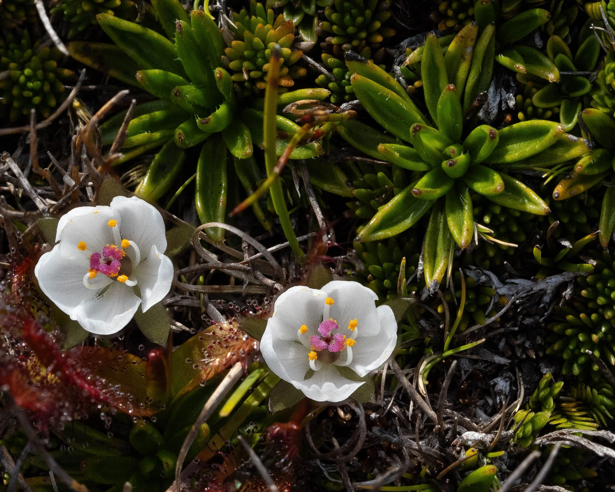 2026-01-20 20-41-54 (B,R8,S4).jpg