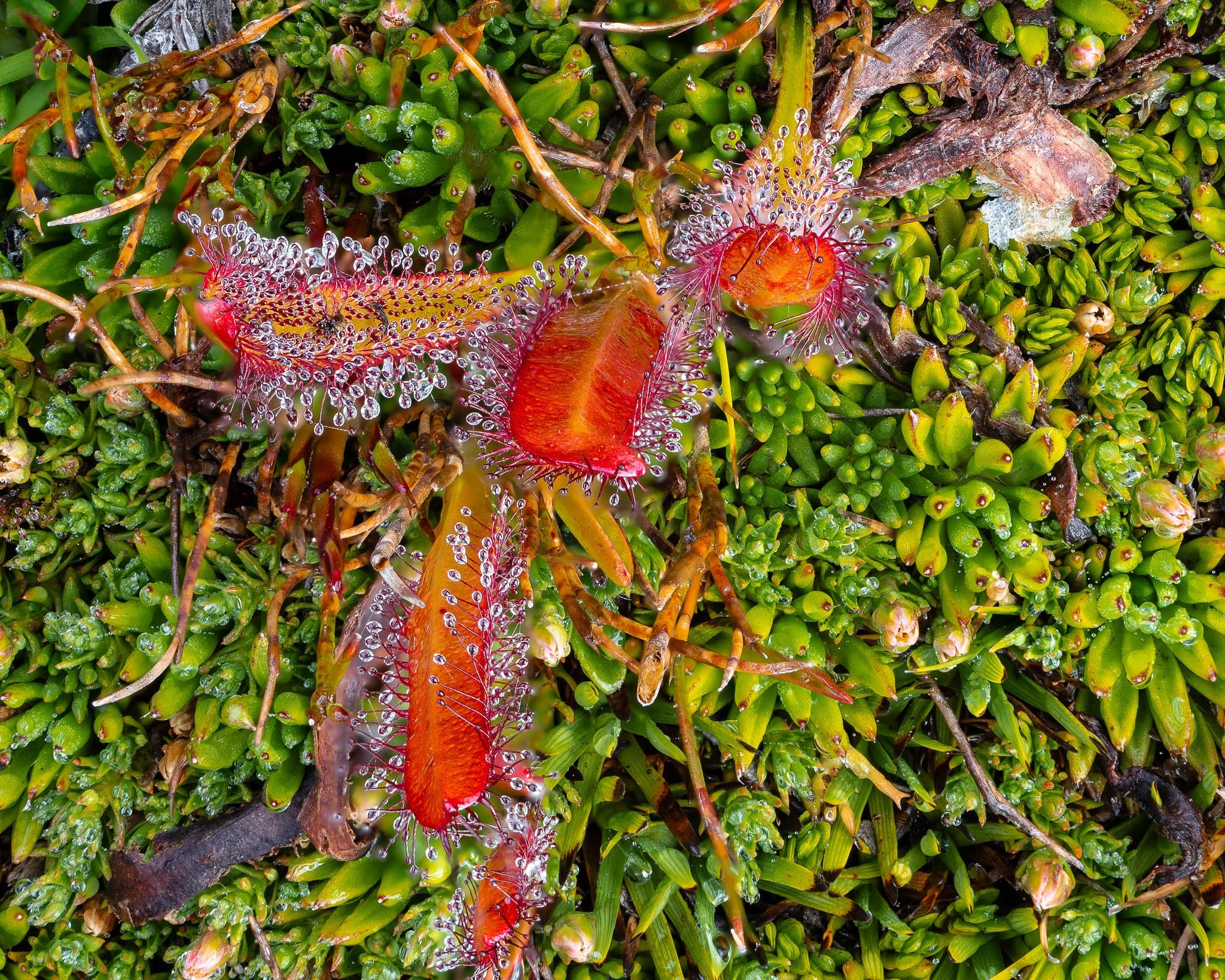 2026-01-20 15-49-38 (B,R8,S4).jpg