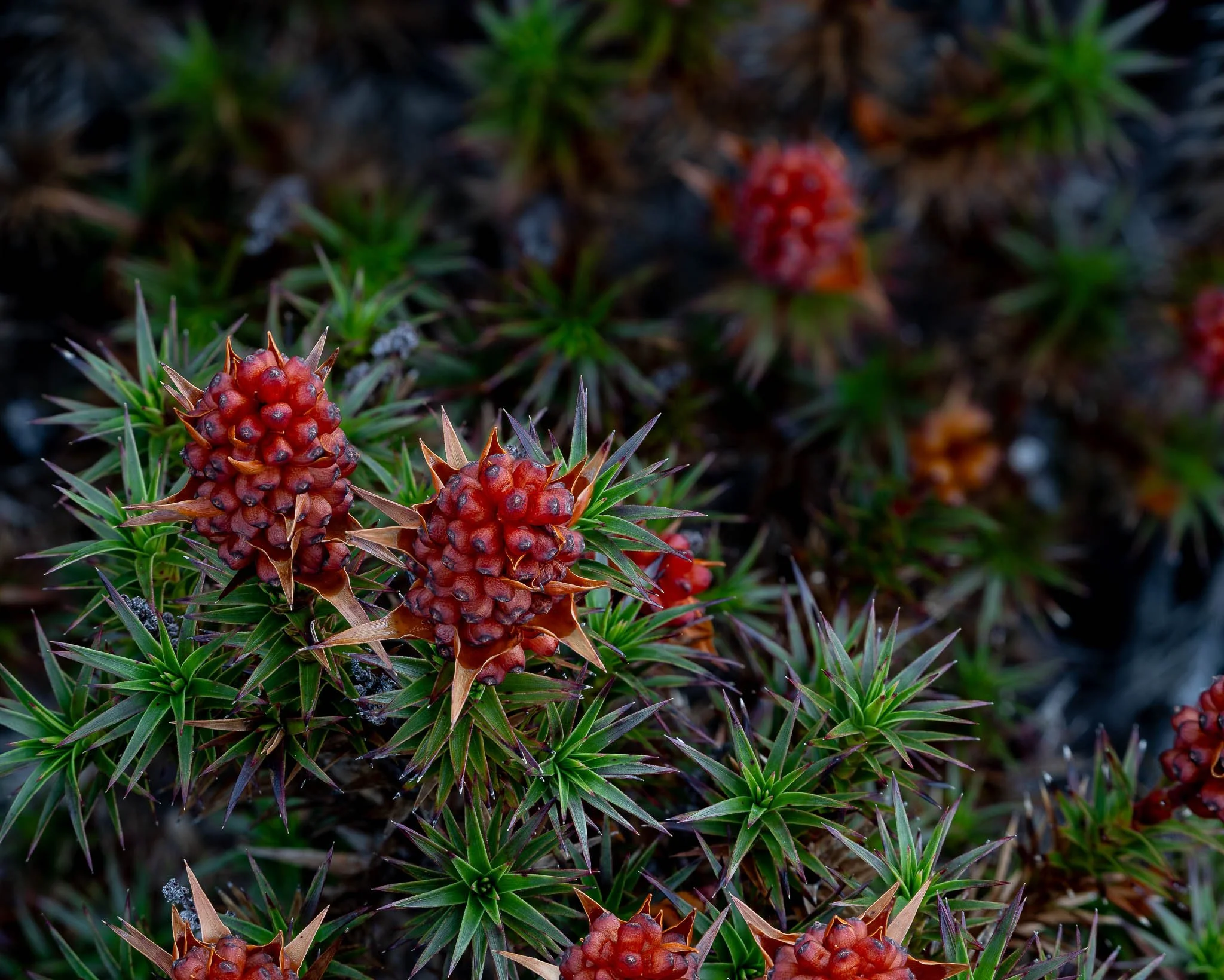 2026-01-20 21-00-15 (B,R8,S4).jpg