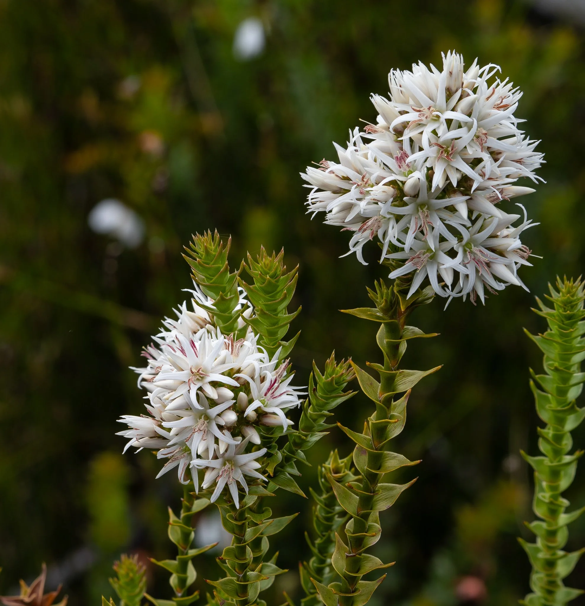 2026-01-13 19-30-52 (B,R8,S4).jpg