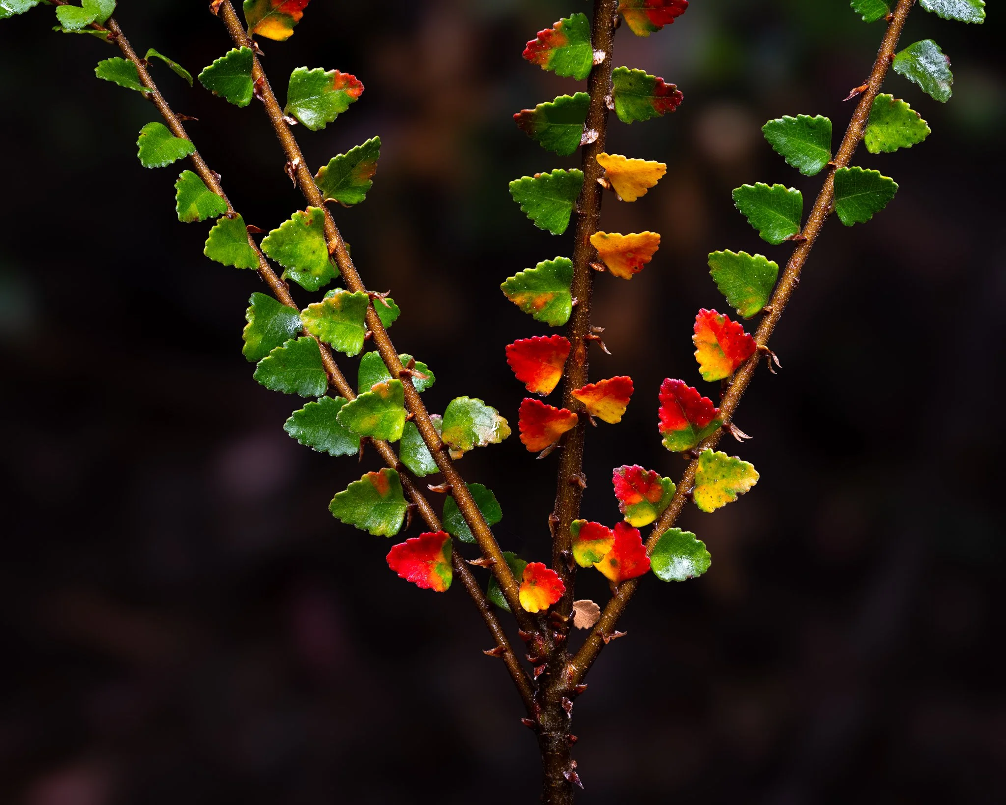 2026-02-08 20-28-00 (B,R8,S4).jpg