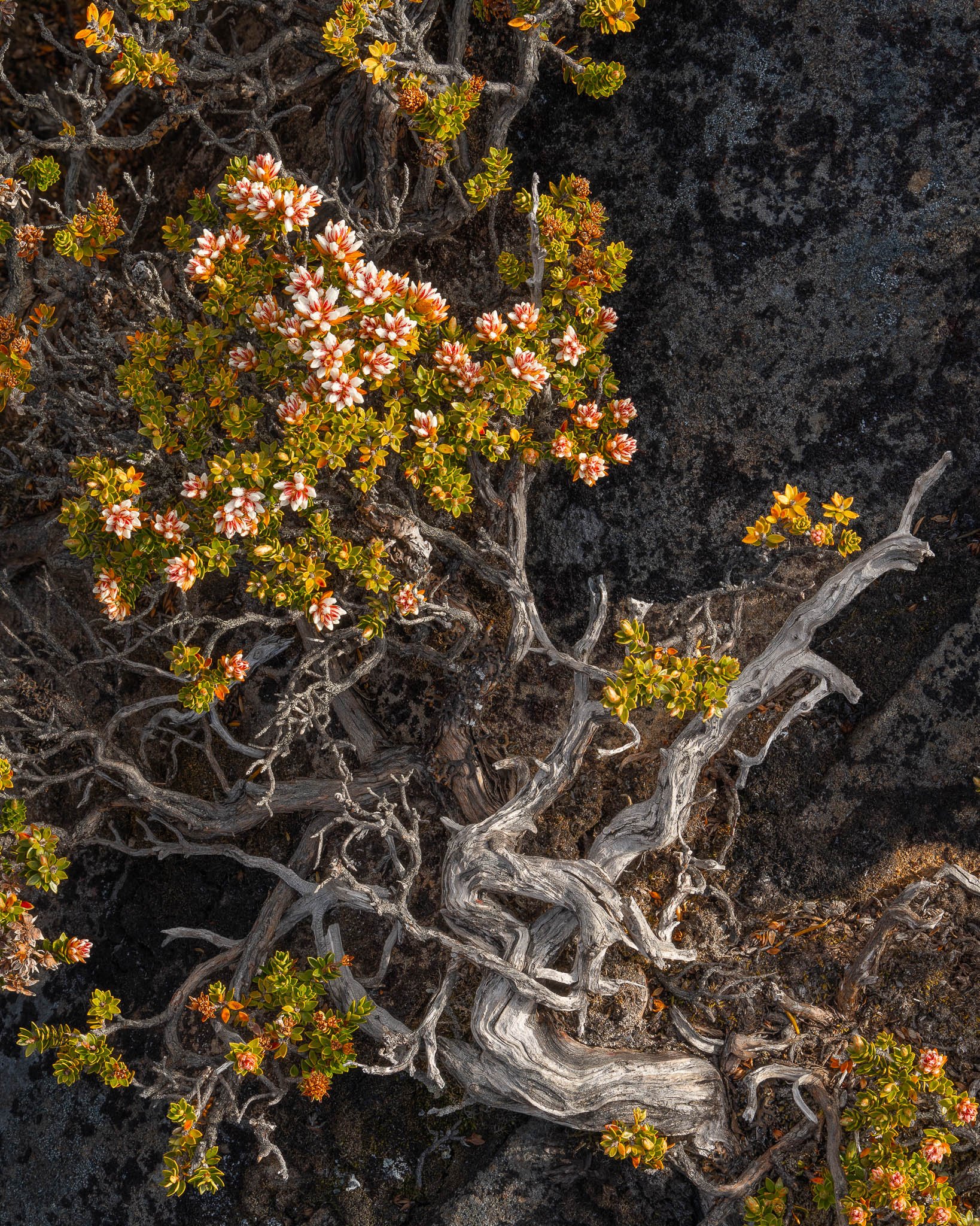 2026-01-20 15-32-52 (B,R8,S4).jpg