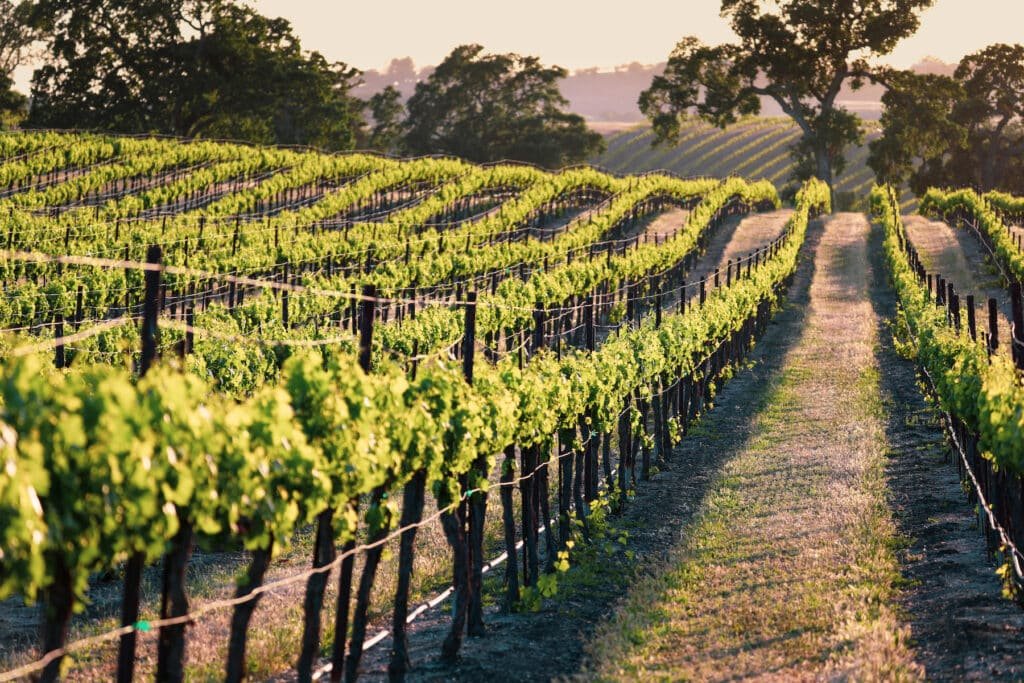 Terroir & Trend: The Future of Organic Viticulture