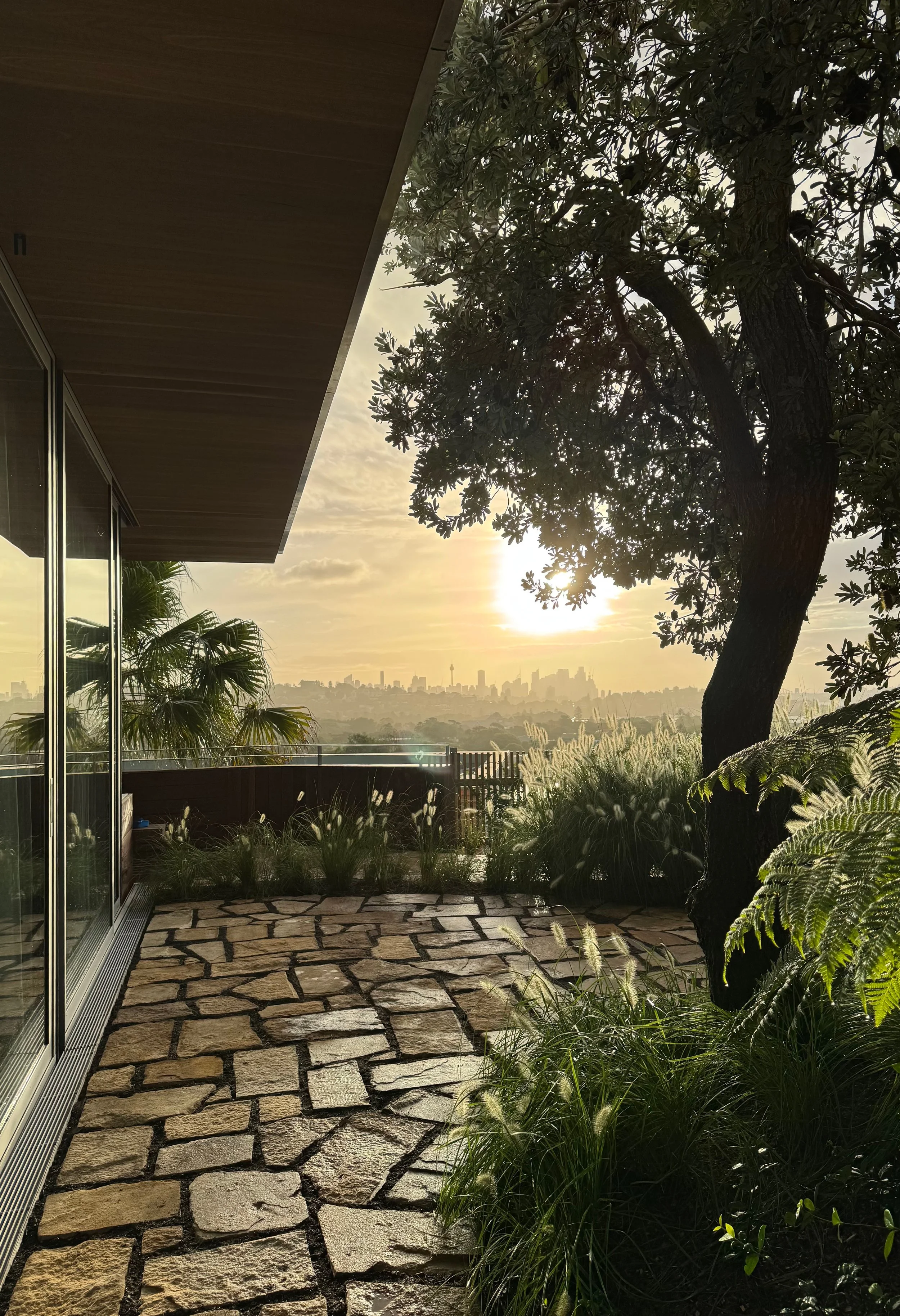 A view from the Rose Bay entry garden toward the Sydney skyline at sunset, with Pennisetum grasses in the foreground, a tree fern to the side, and glass-and-steel architectural elements visible beside the planting.
