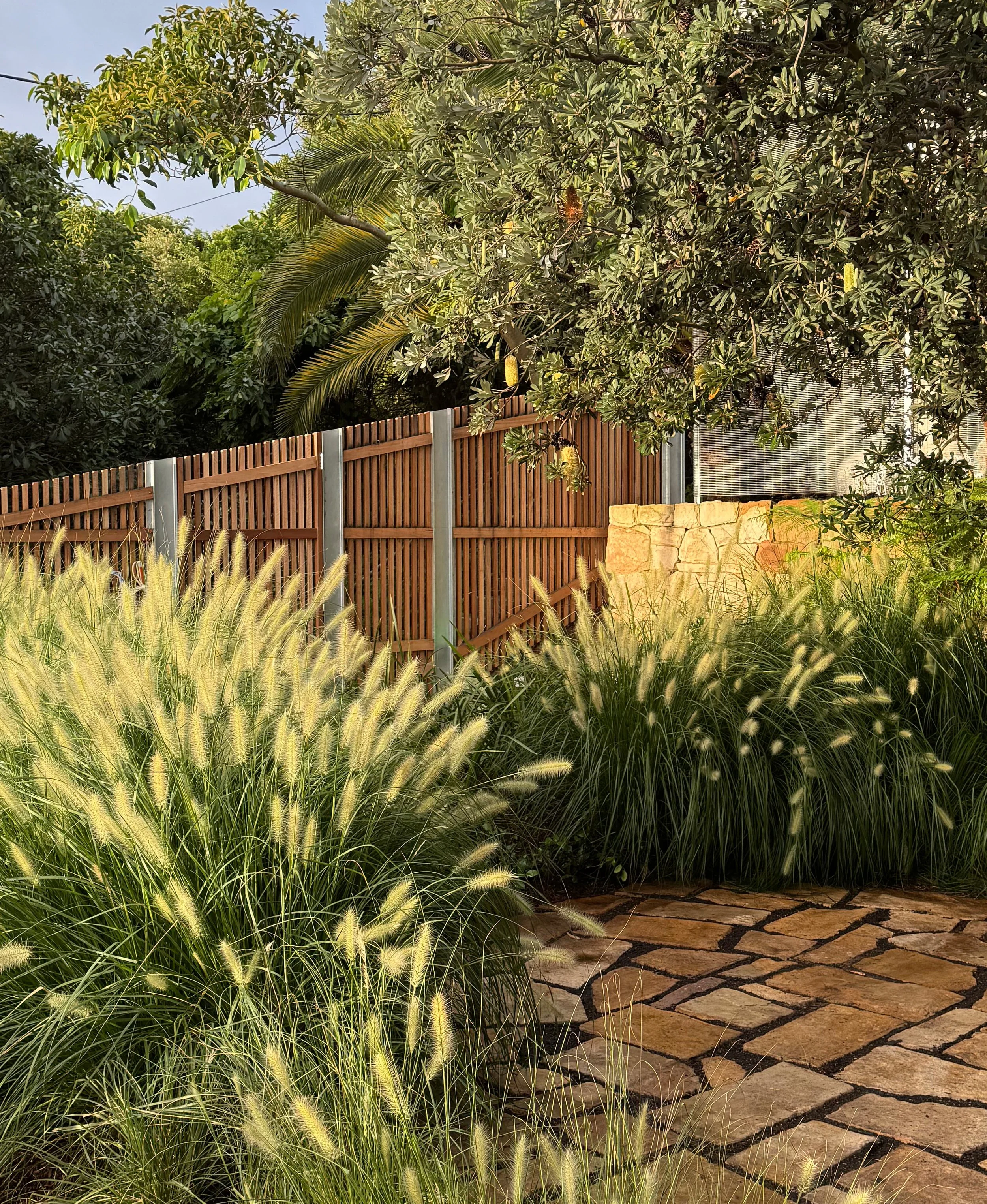 A view of native Pennisetum grasses swaying in the wind beneath an overhead Banksia, with timber fence panels and natural sandstone paving and retaining walls in the background.