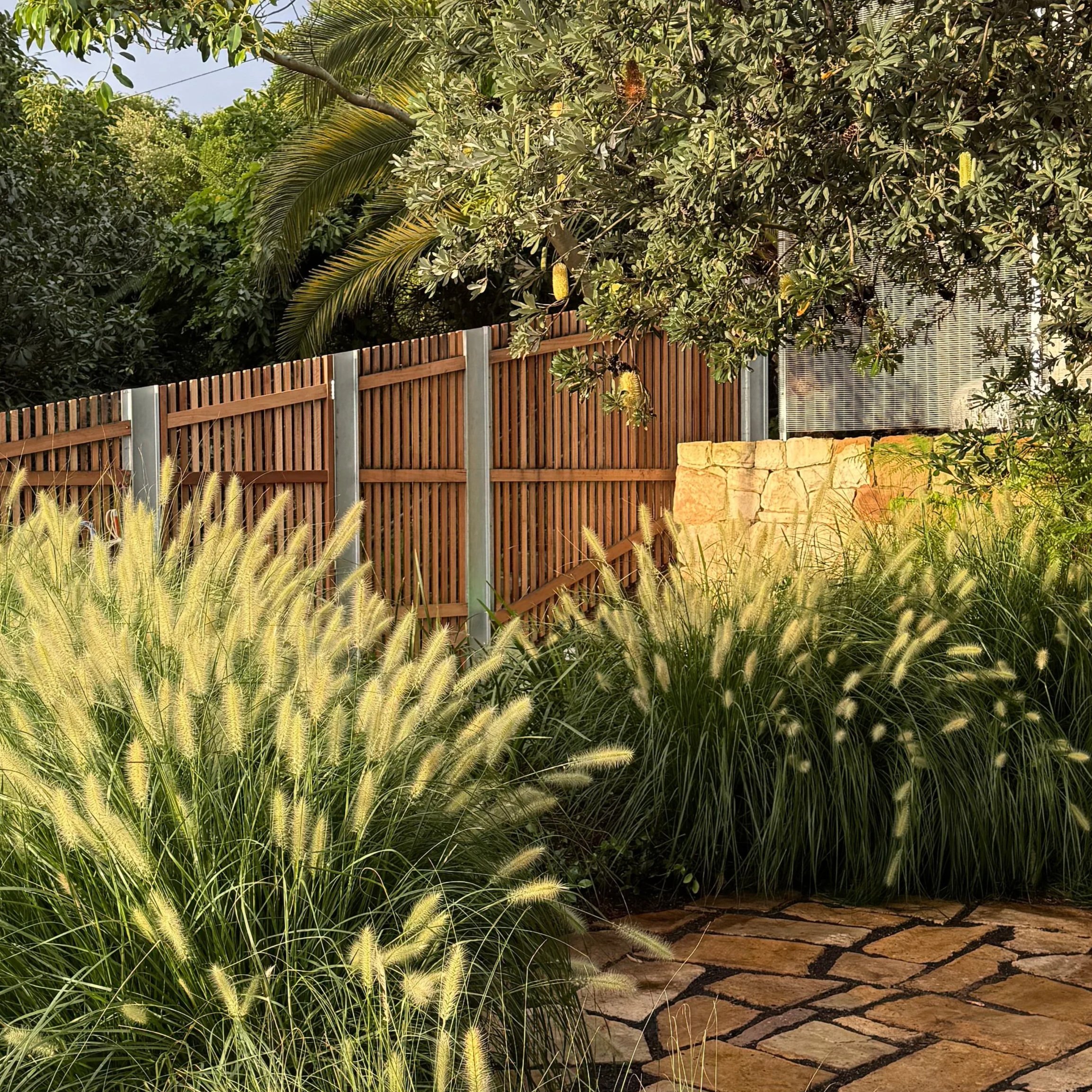 A view of native Pennisetum grasses swaying in the wind beneath an overhead Banksia, with timber fence panels and natural sandstone retaining walls in the background, with a sandstone pathway in the lower right.