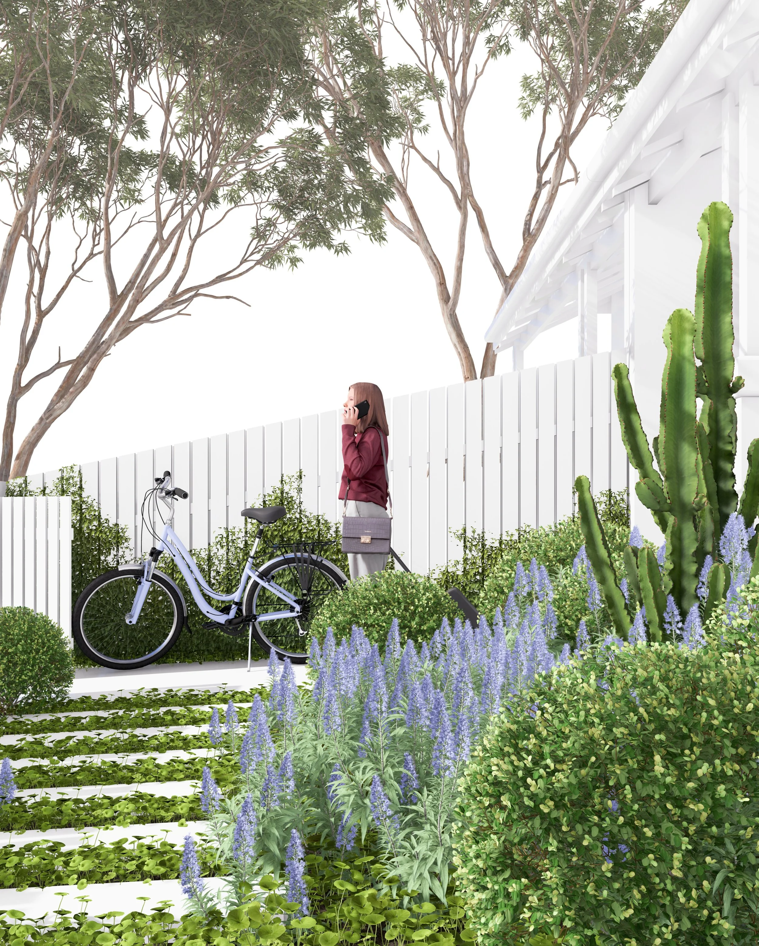 A side view of the Mosman garden showing a woman walking while using her phone, a violet bicycle leaning against the wall, Buxus topiary, violet-flowering salvia, a tall euphorbia and creeping fig growing up the white fence.